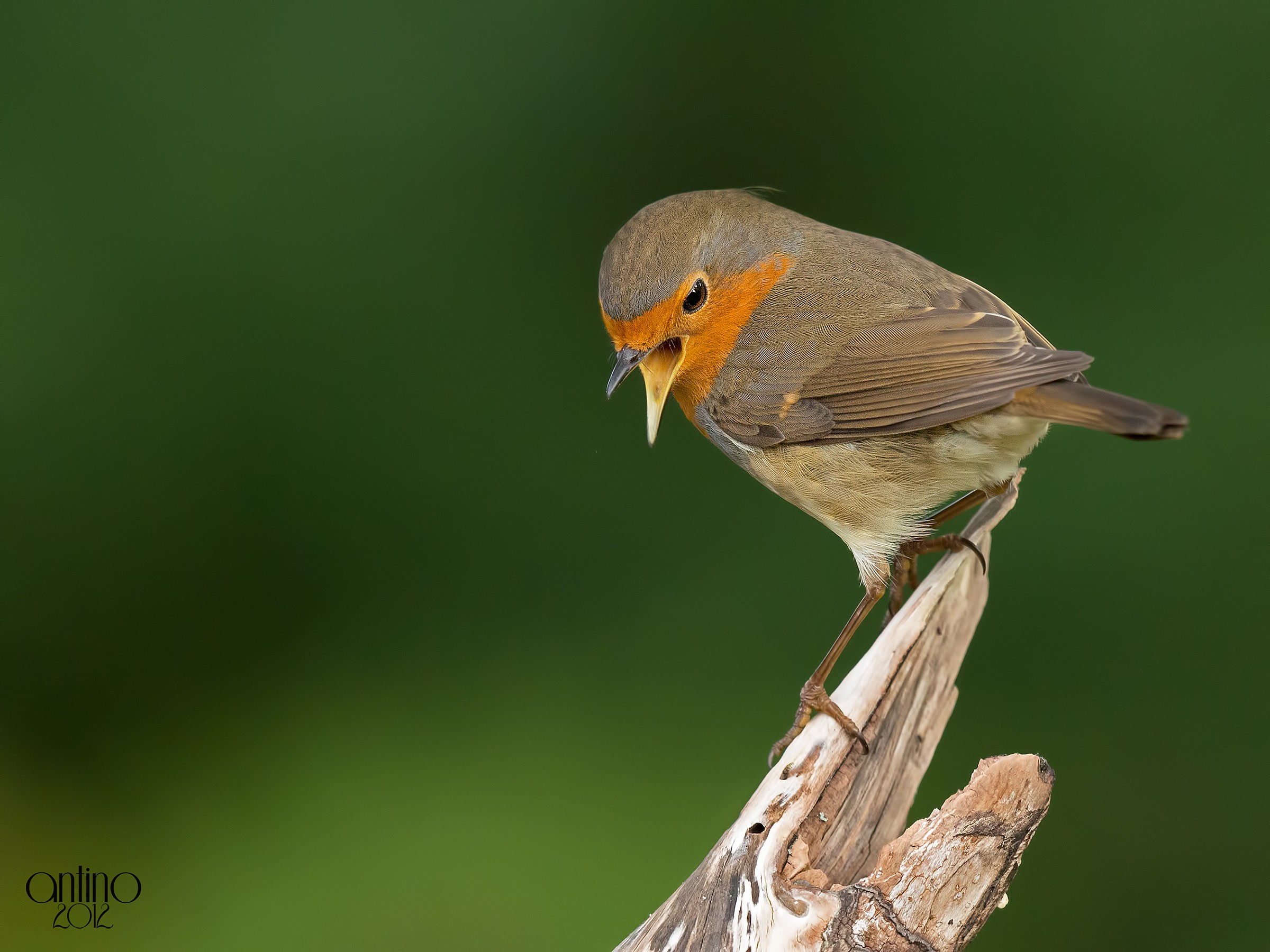 Pettirosso canterino