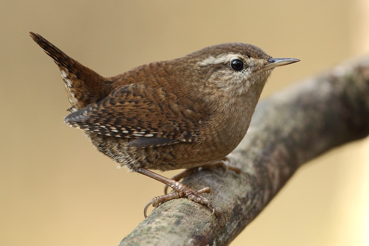 wren in tone