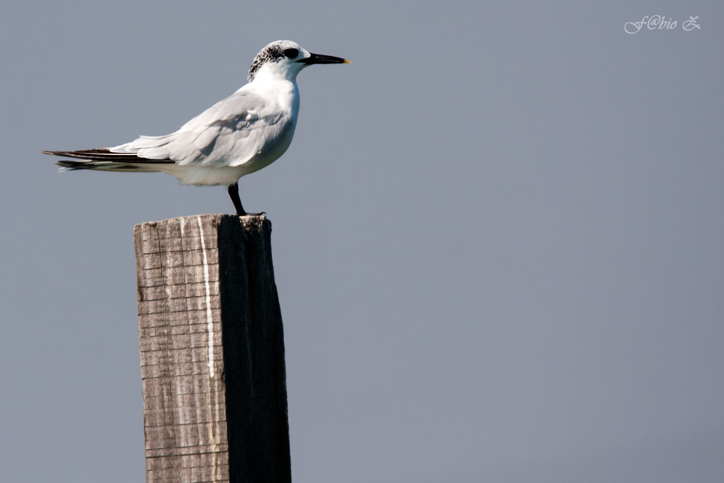 Sandwich Tern