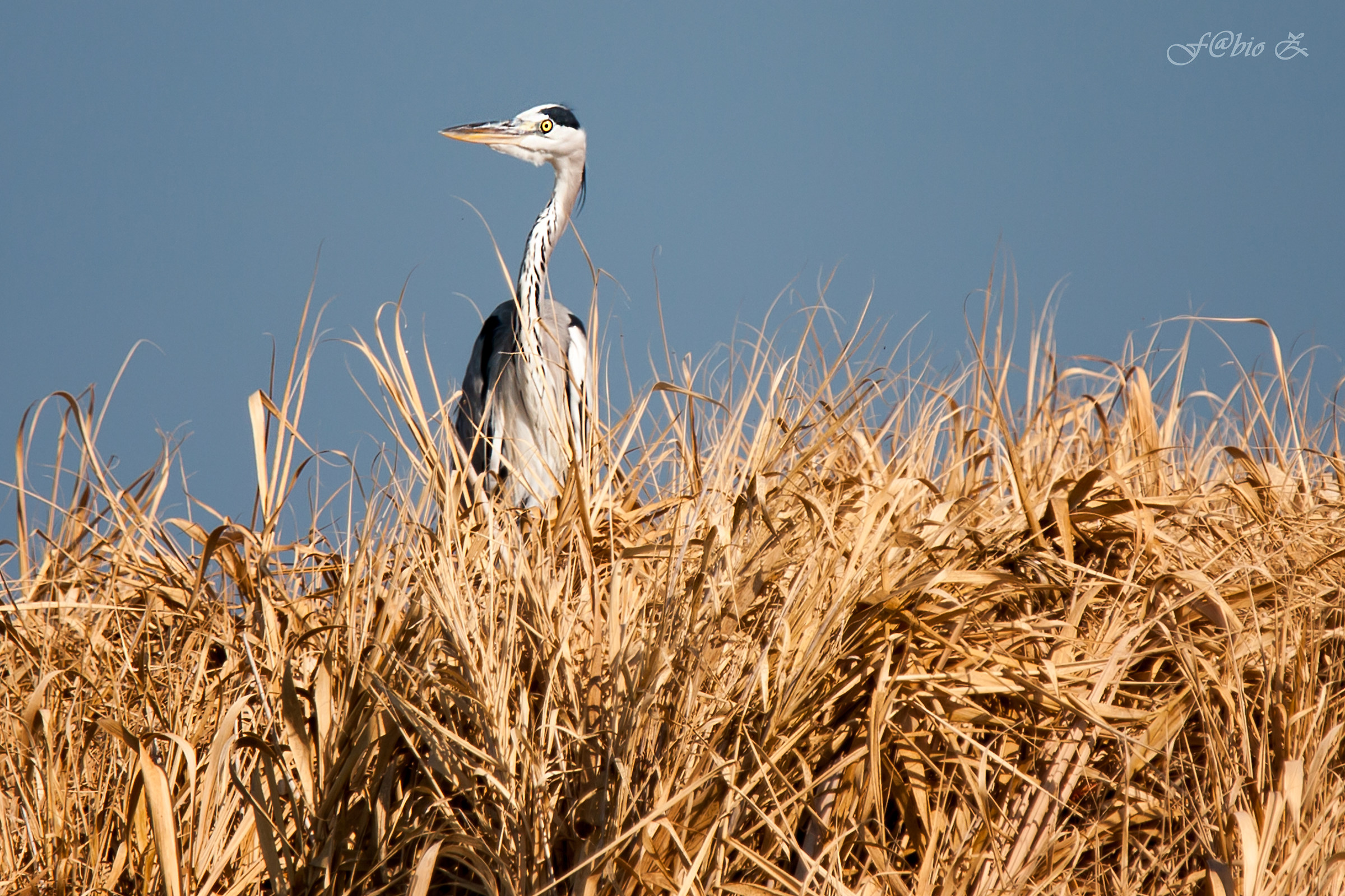 Grey Heron