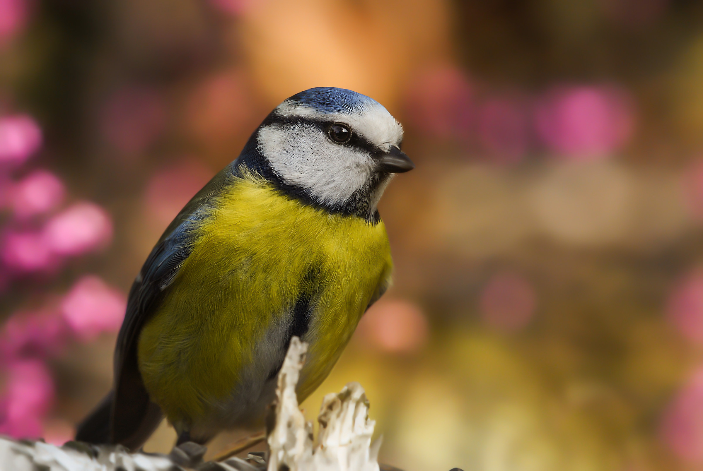 cinciarella in giardino
