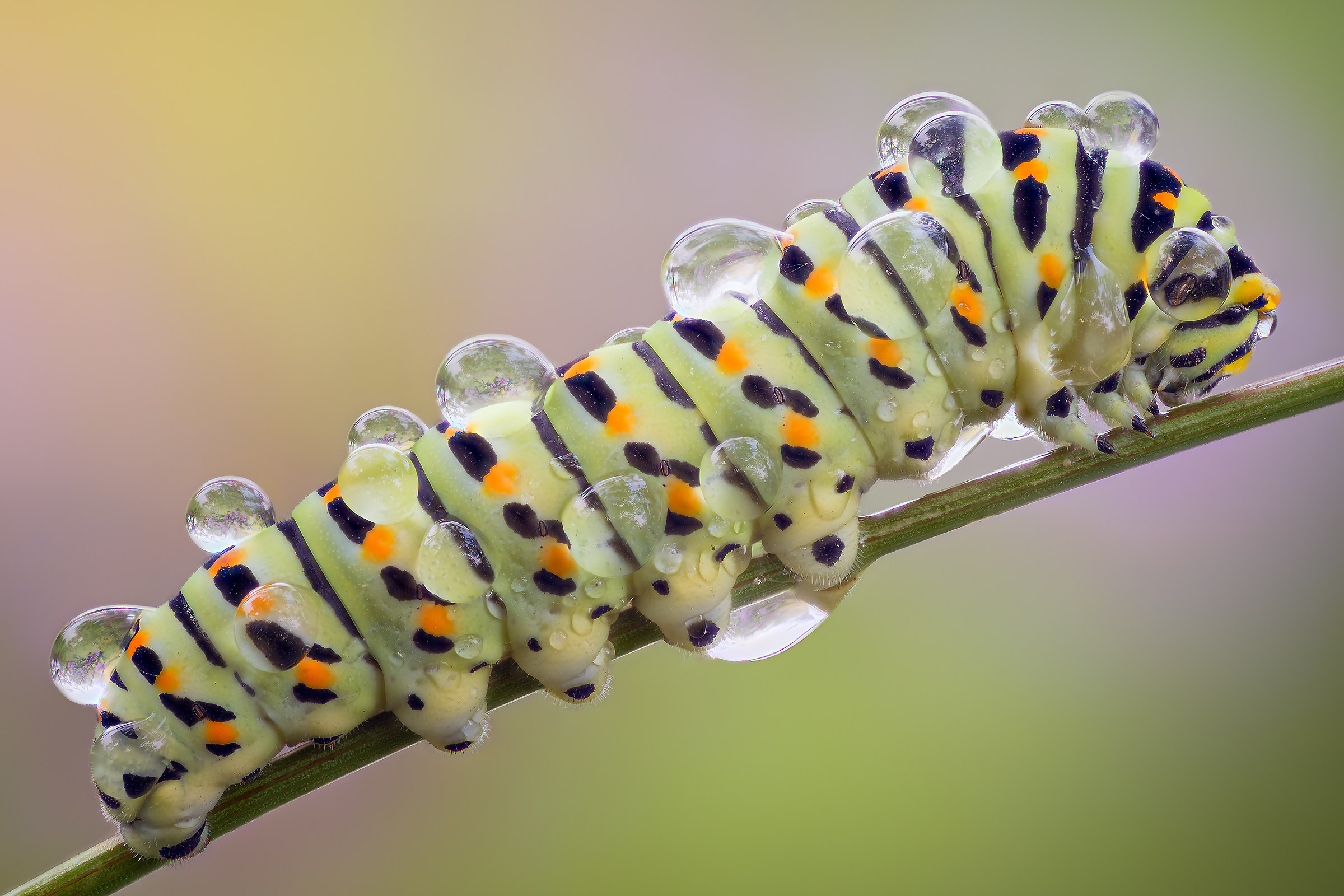 Dripping Caterpillar