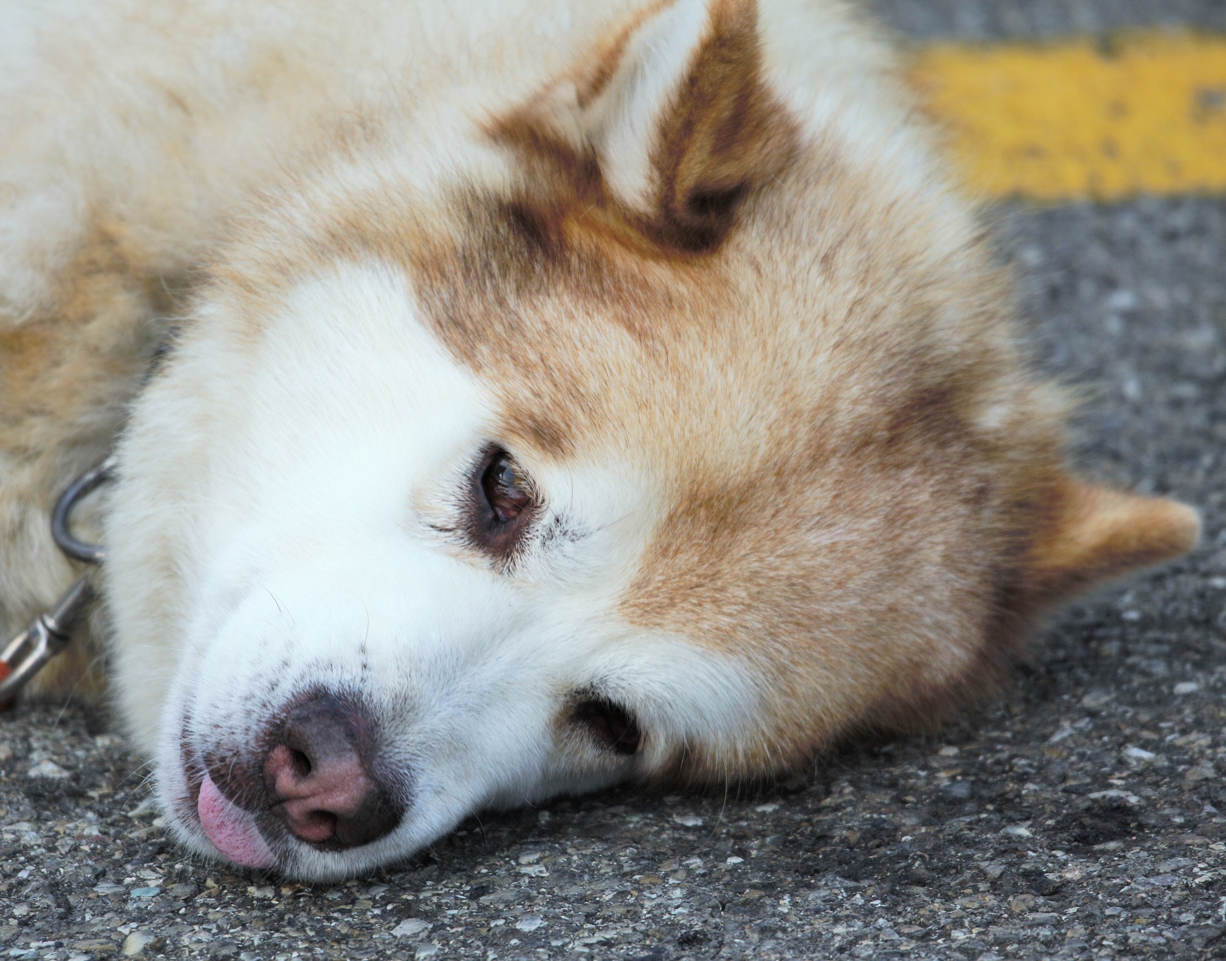 Vip-does not accept photos and does the language