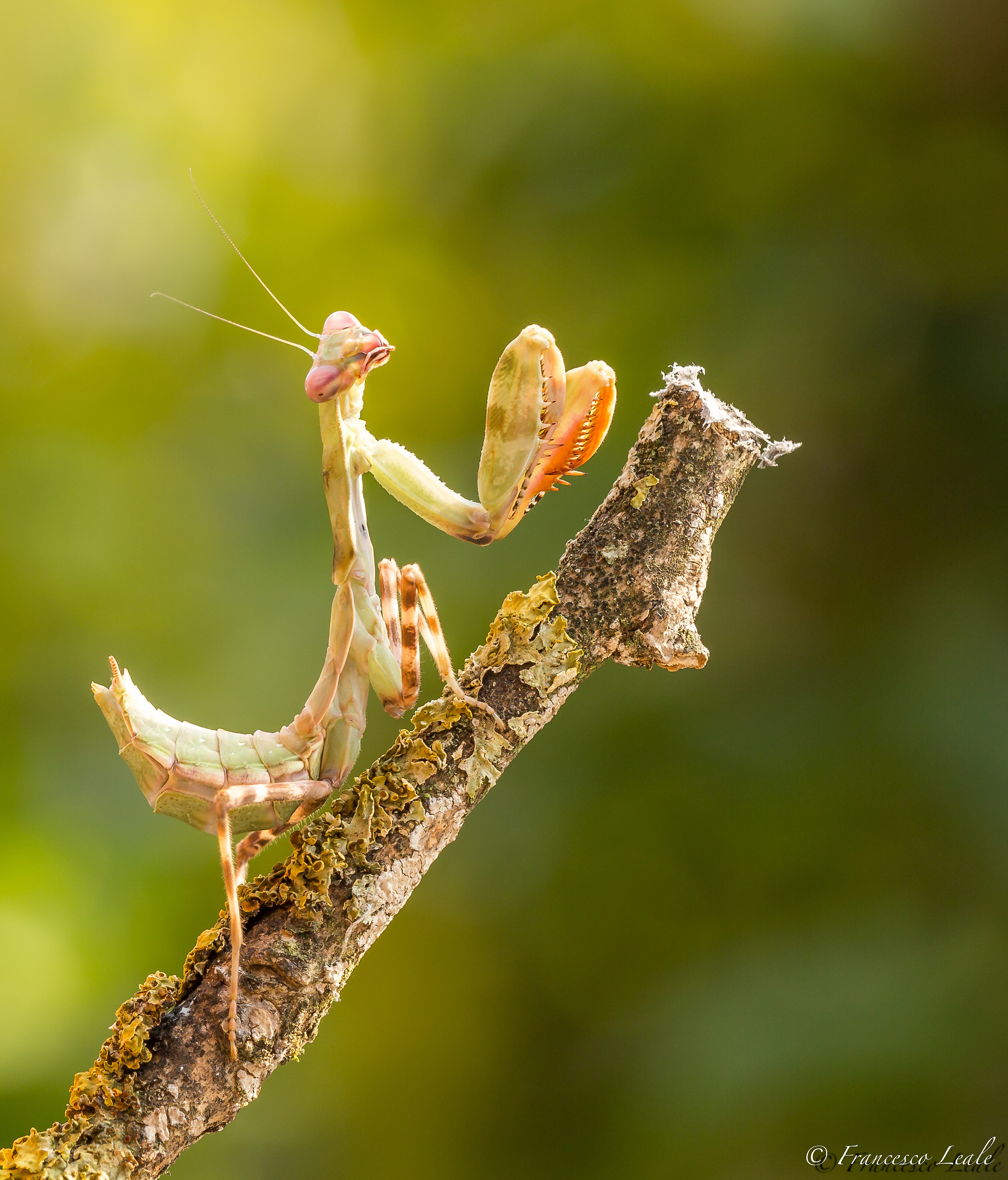 Pnigomantis Medioconstricta