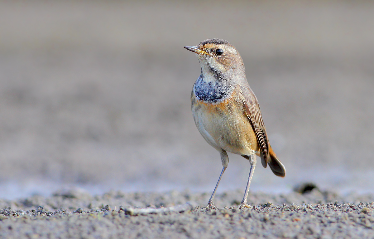 Bluethroat