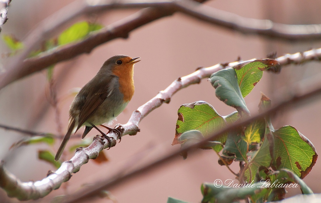 robin