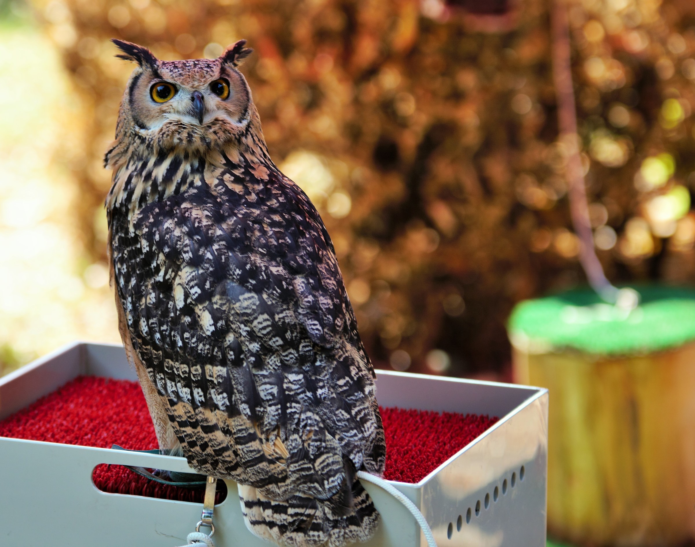 The Lords of the Night