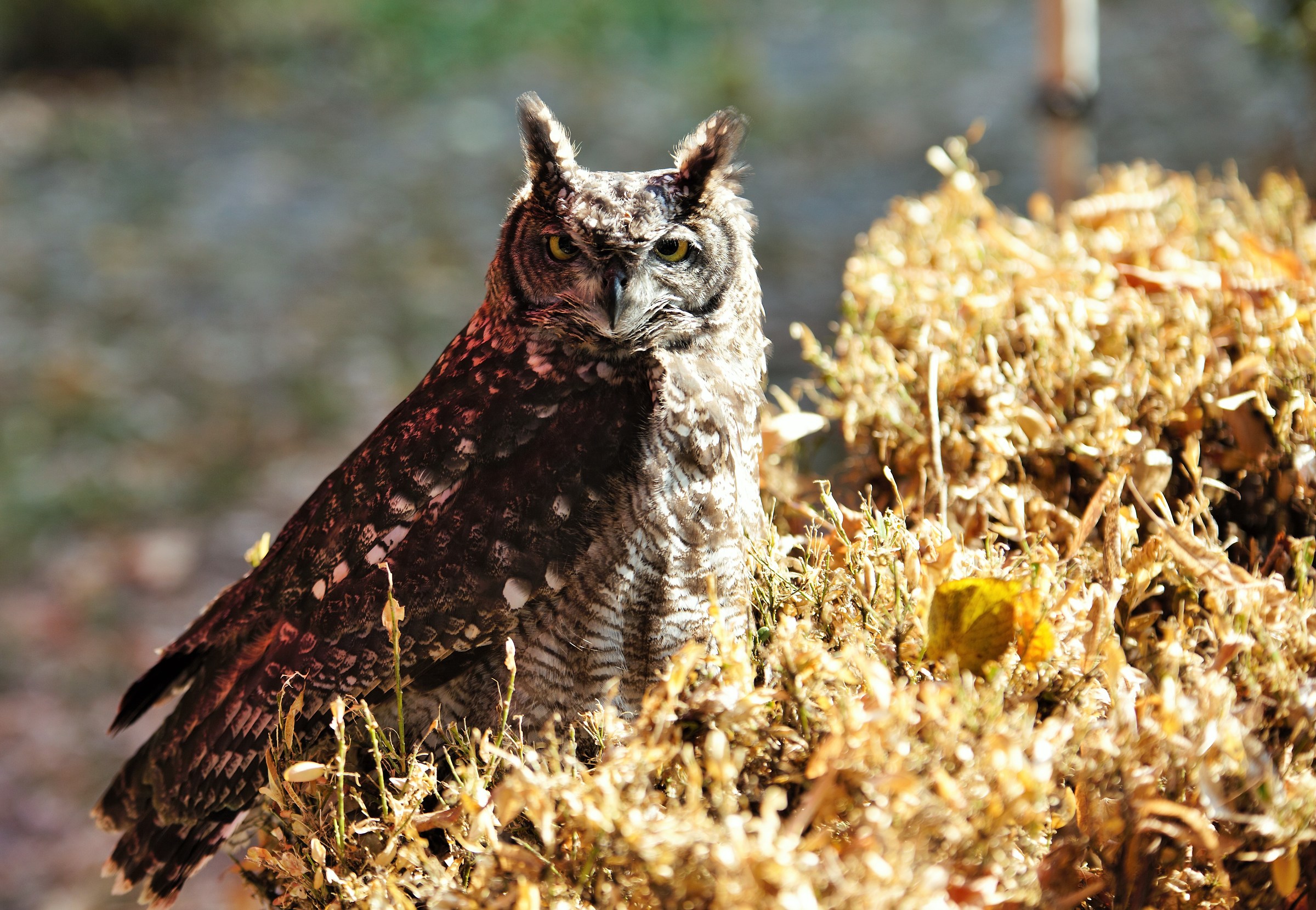 The Lords of the Night