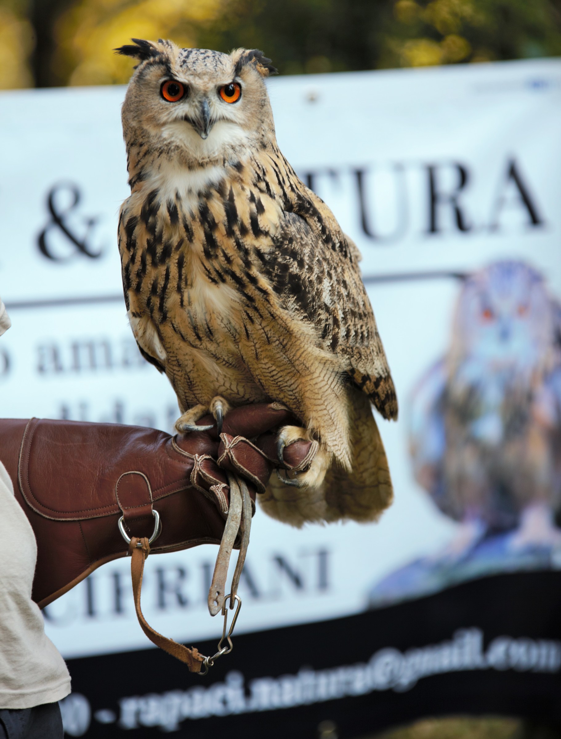 The Lords of the Night