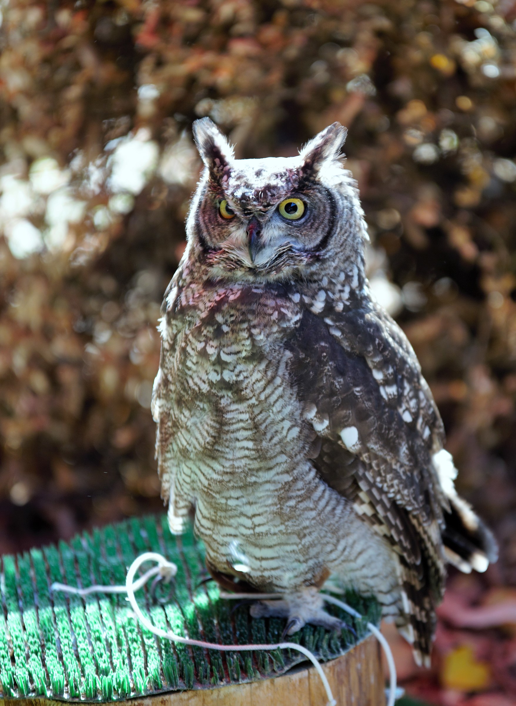 The Lords of the Night