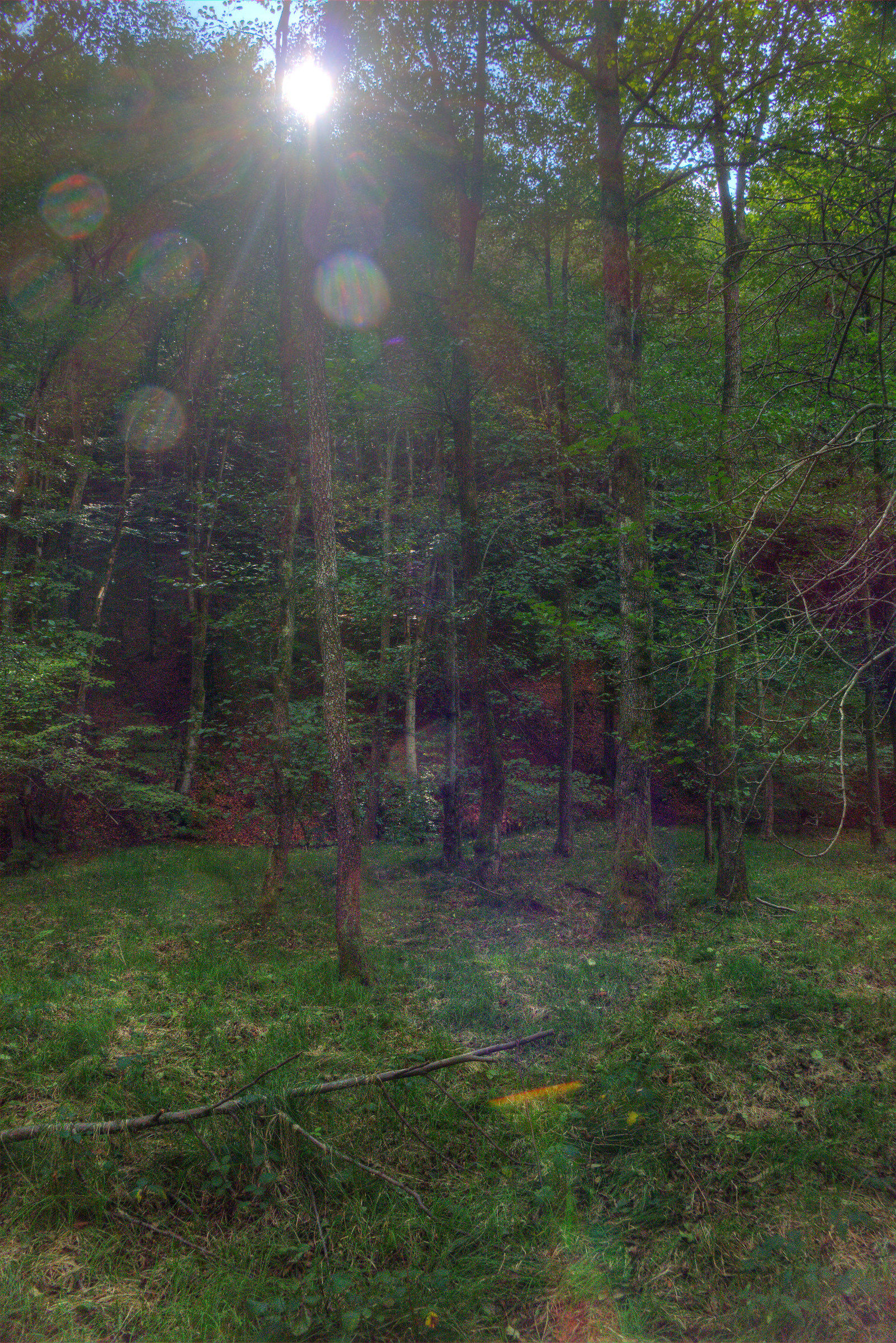 Bosco di Ontani controluce