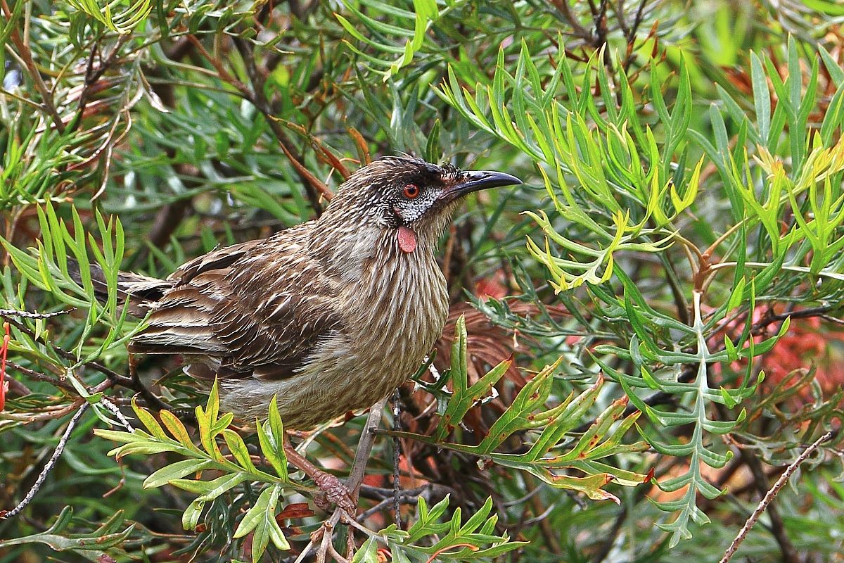 Red Wattlebird