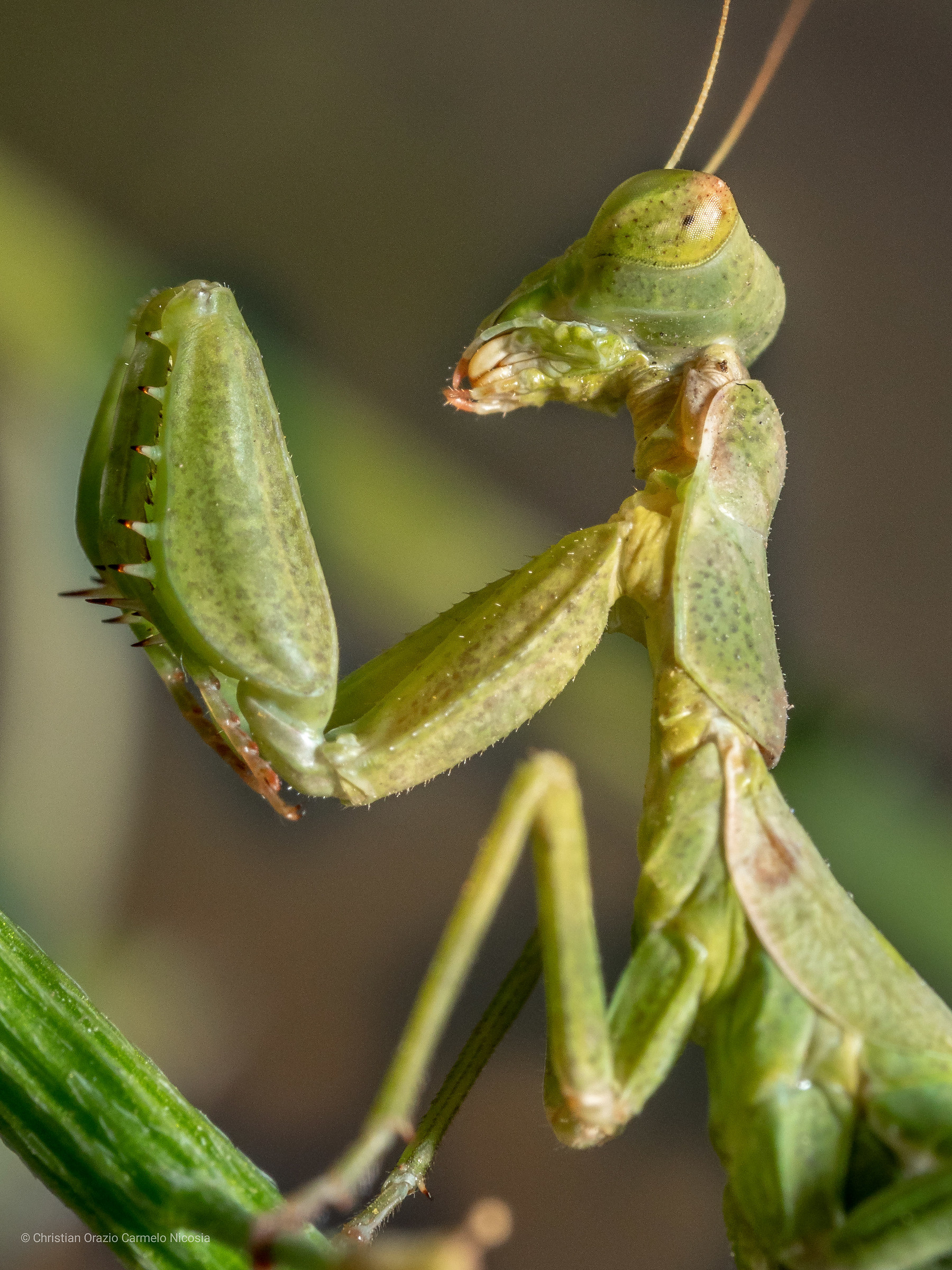 Primo piano di Manti