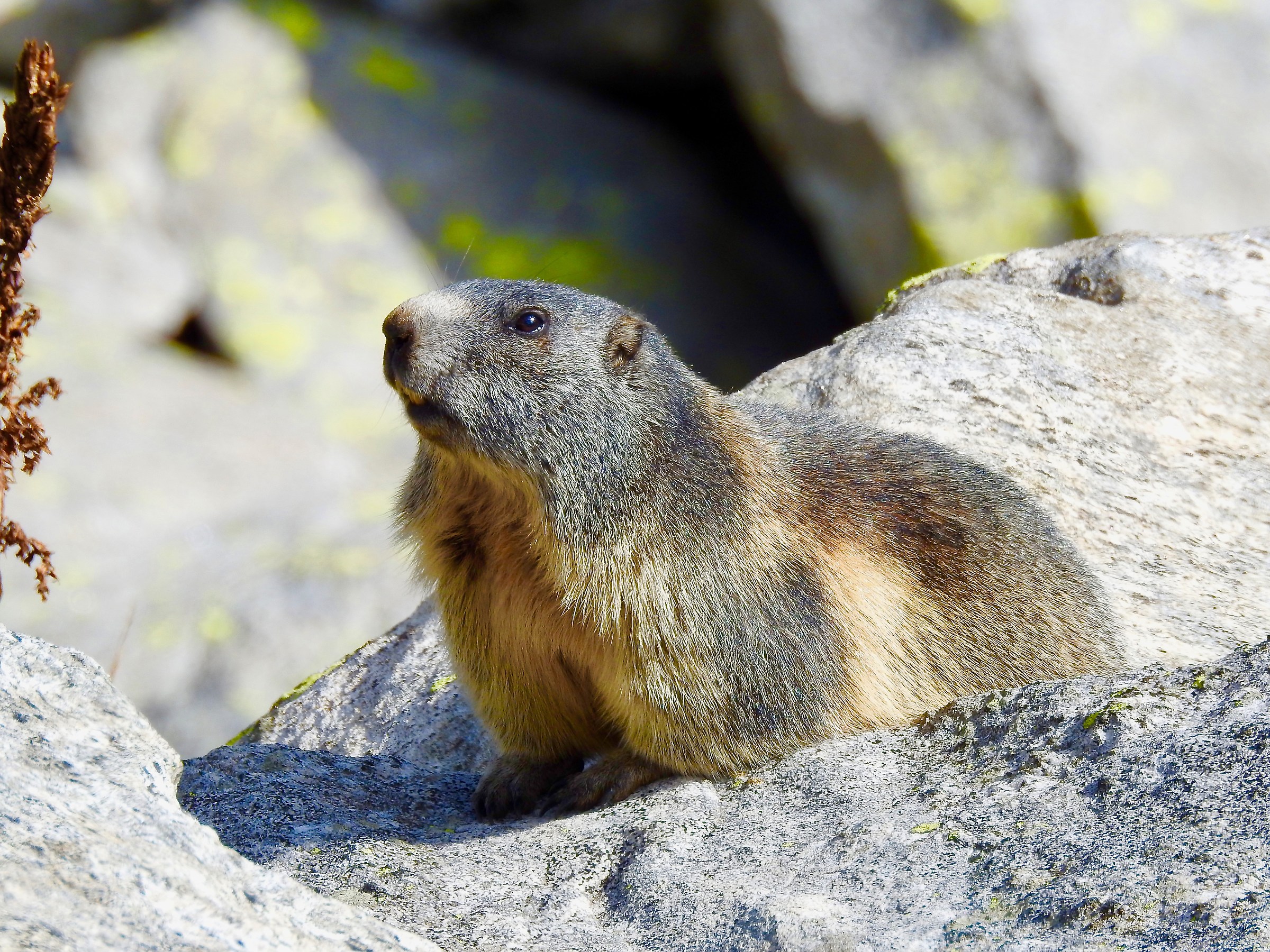 Marmotta settembrina