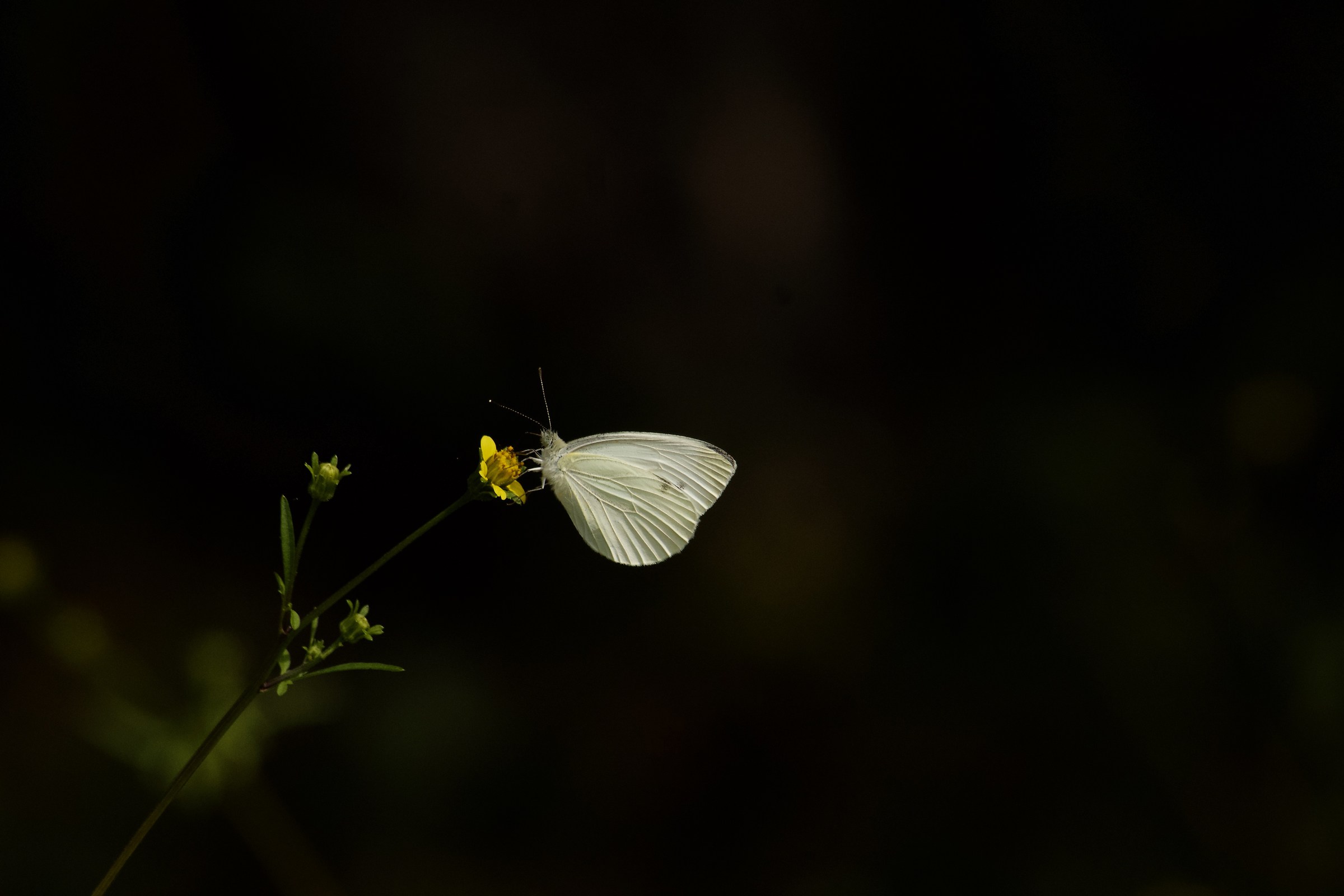 Fine Eleganza Bianca