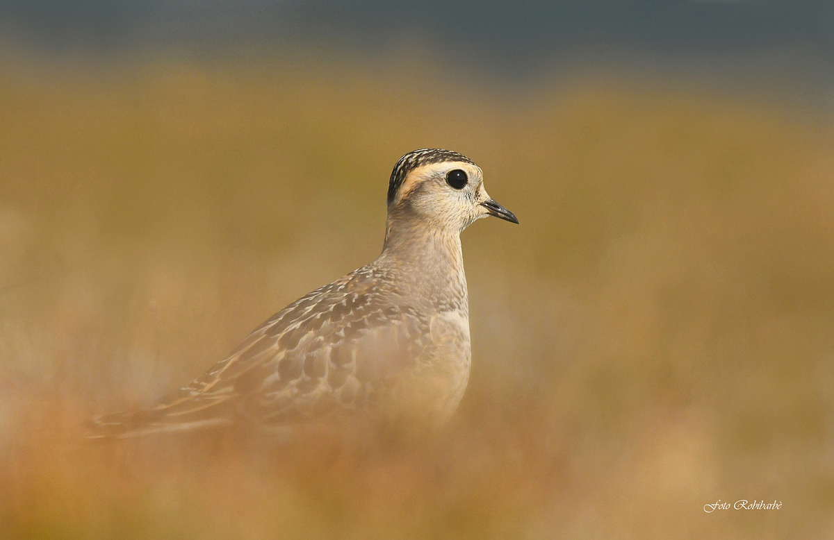 Piviere Tortolino...