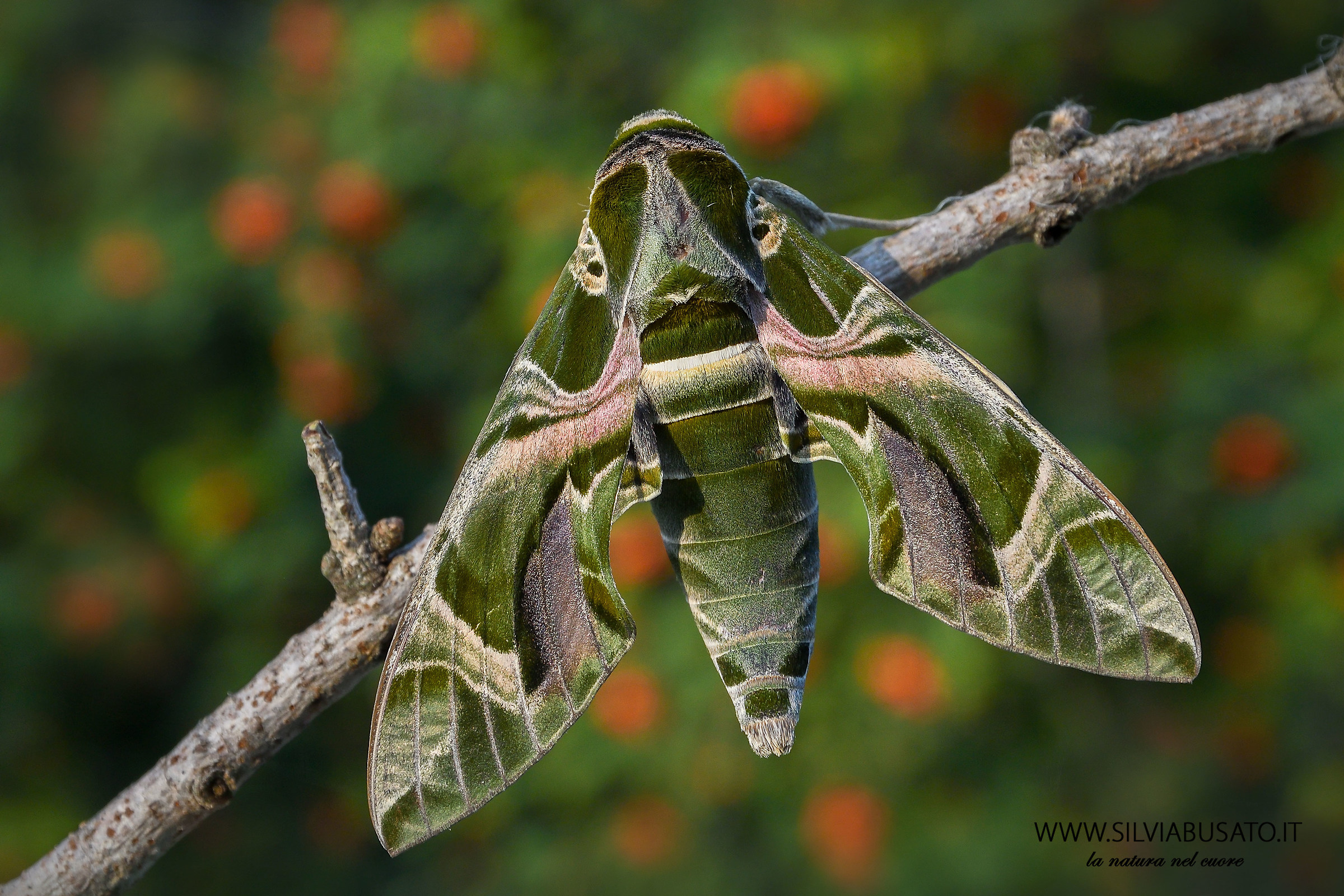 Oleander Sphinx Butterfly