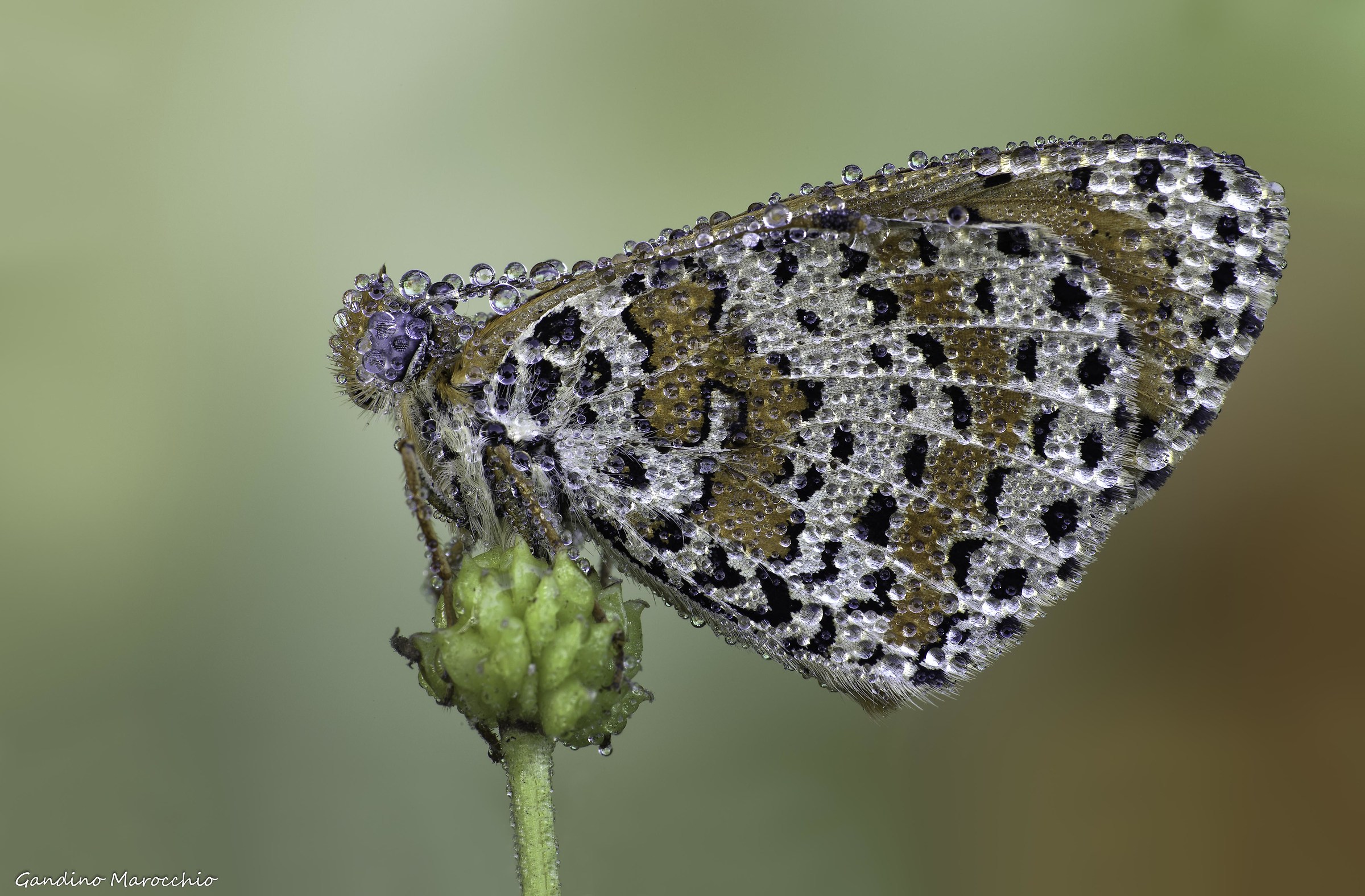 Melitaea Didyma
