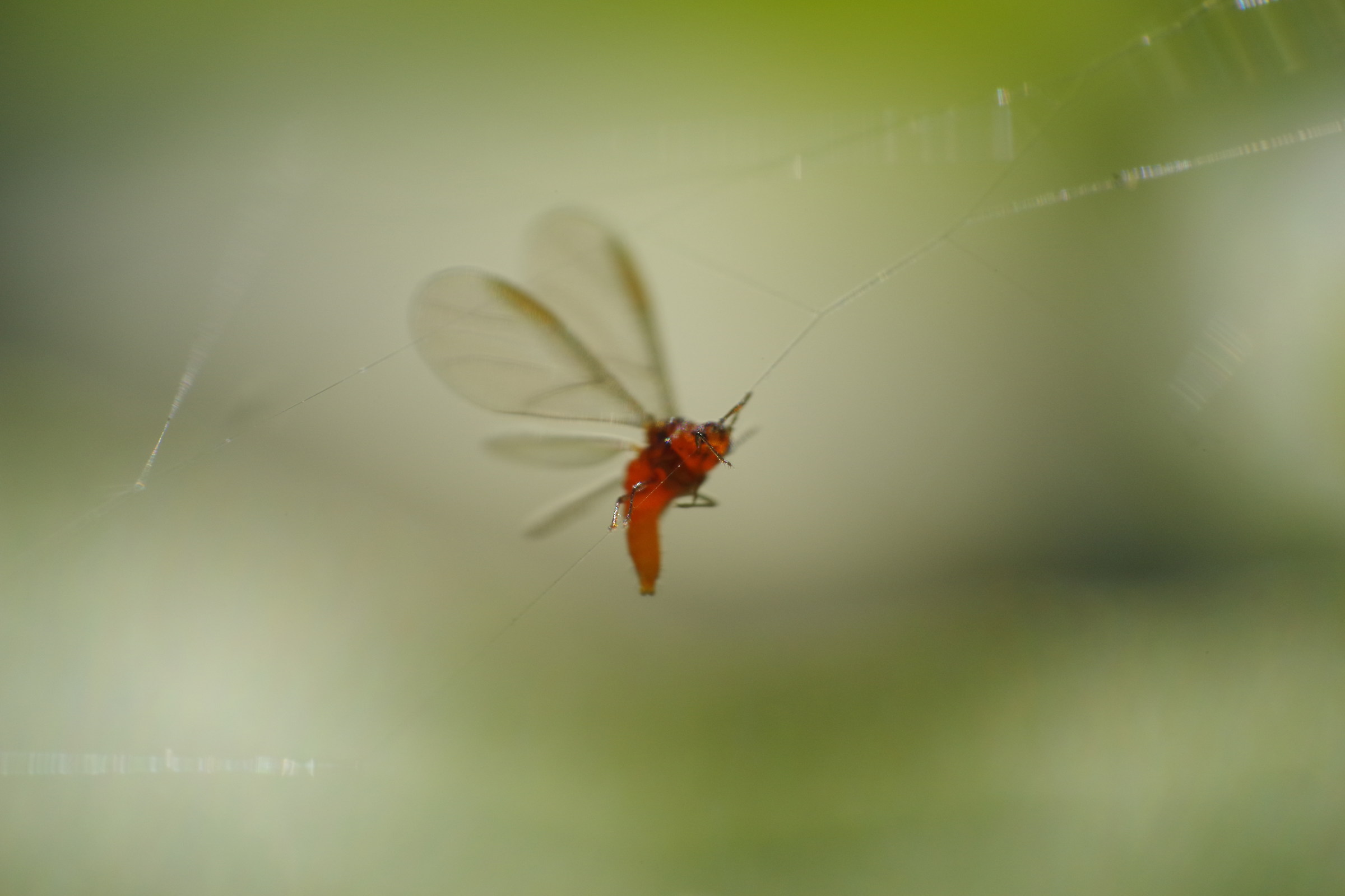Attempts to free themselves from the sticky thread