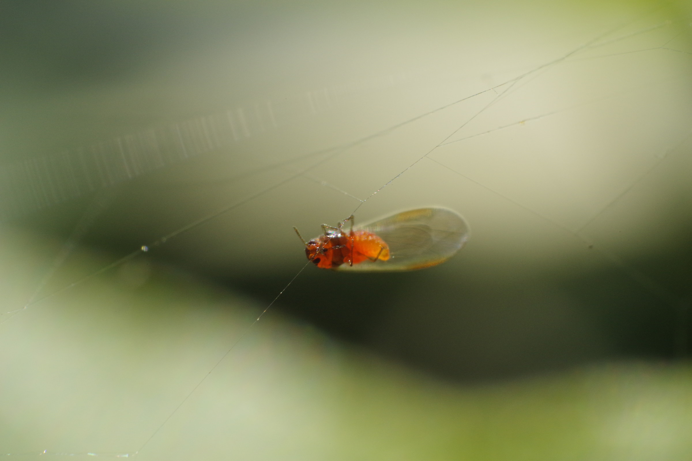 Insect on canvas... spider