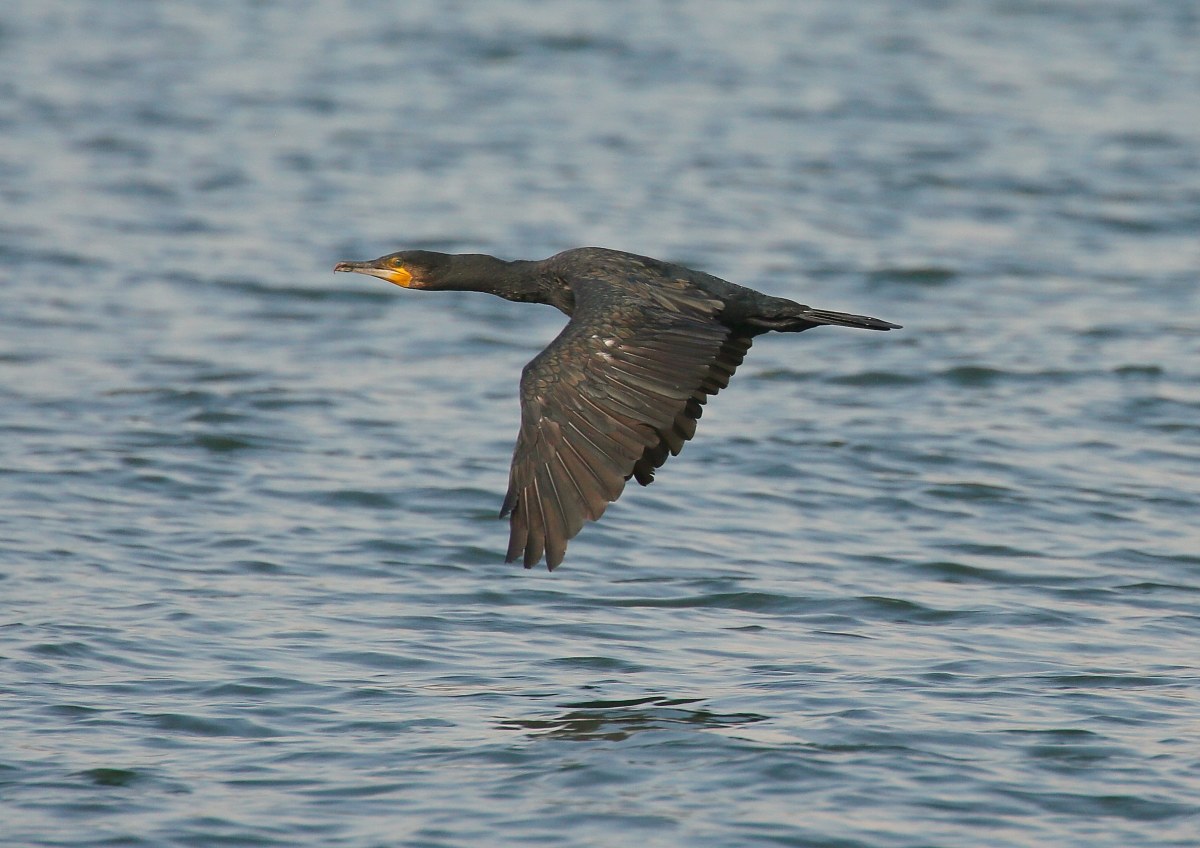 Cormorating in flight