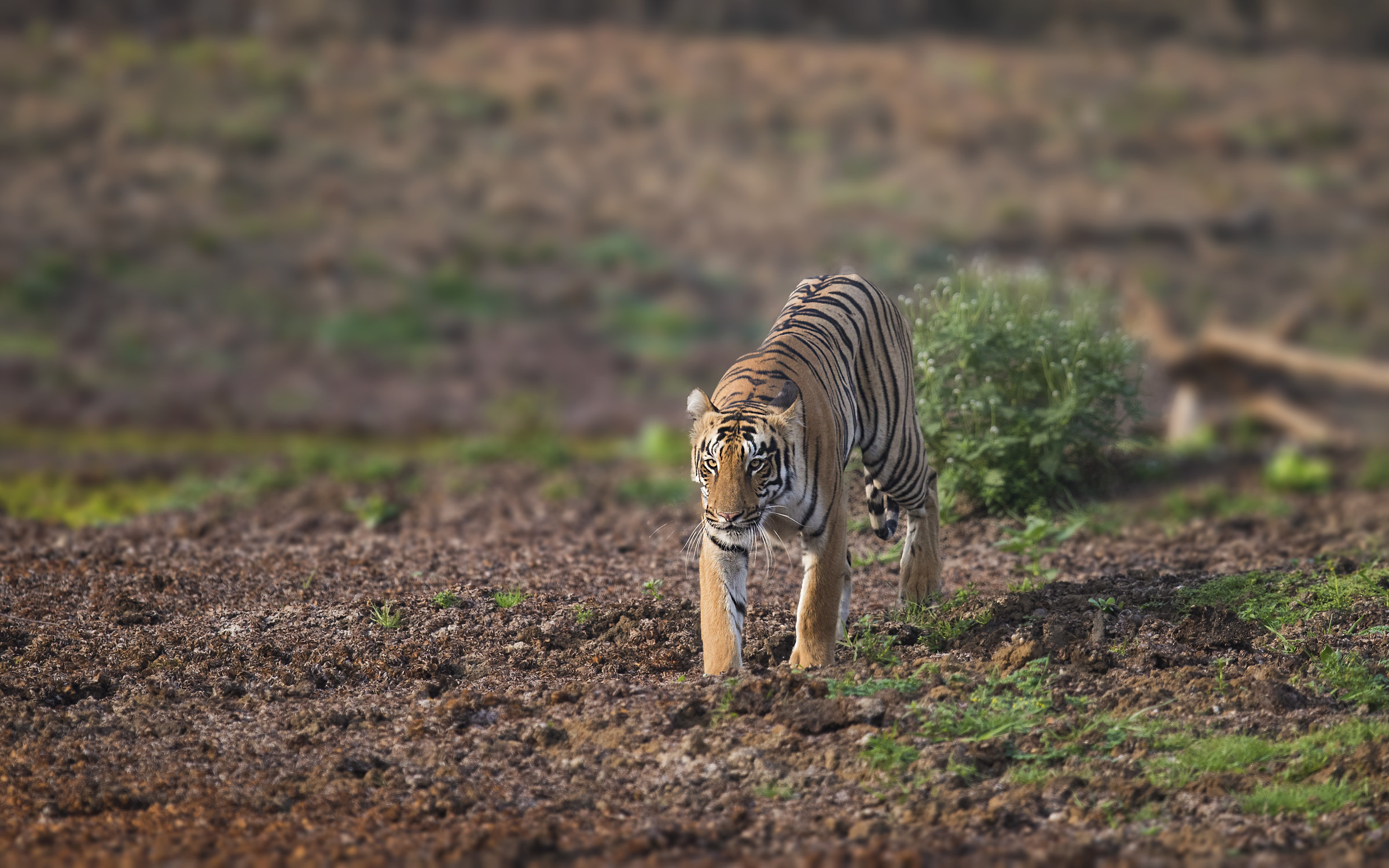 Tigress - Tadoba tiger reserve