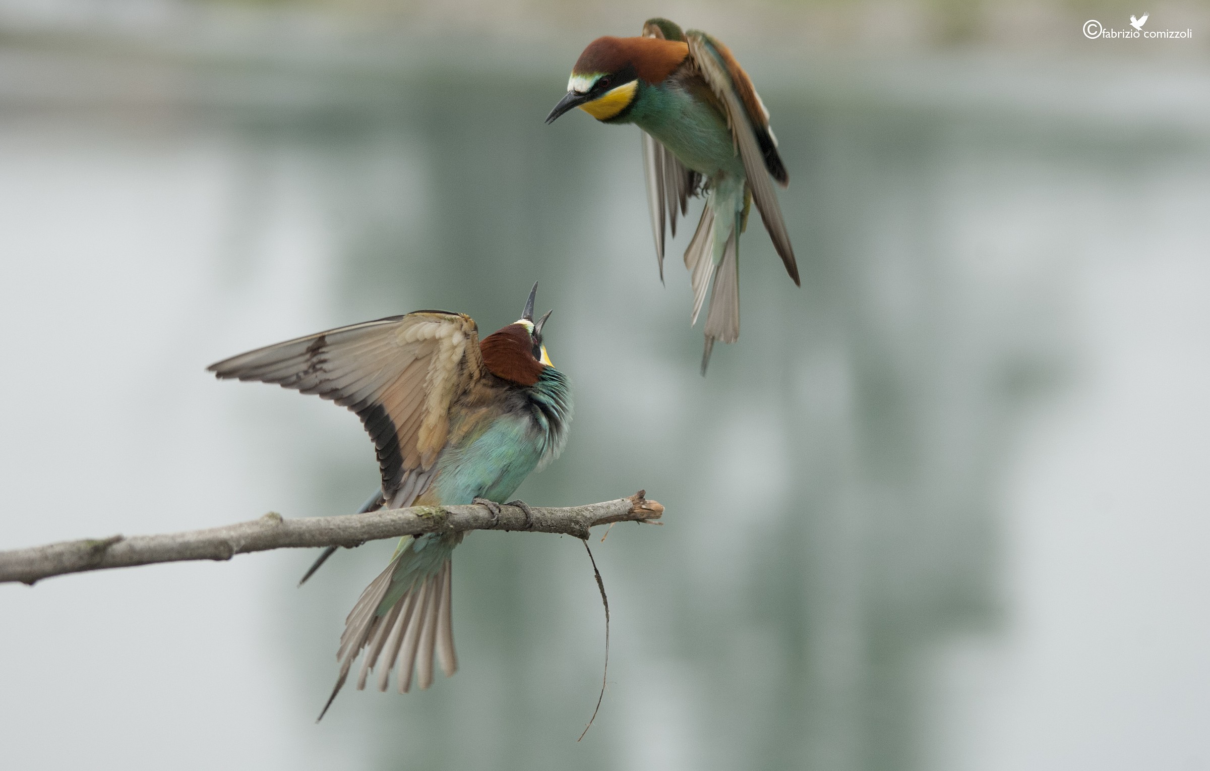 Gruccione - Merops apiaster