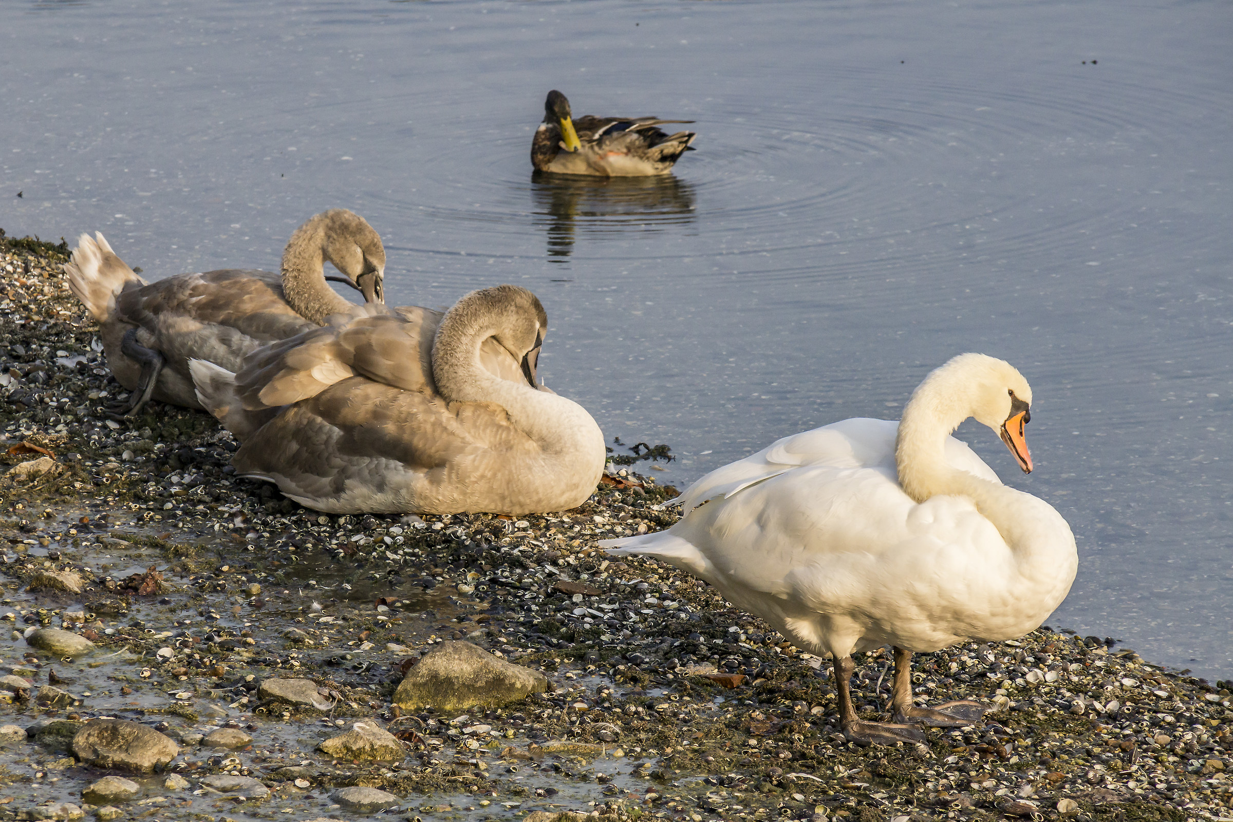 Cigno adulto con due adolescenti