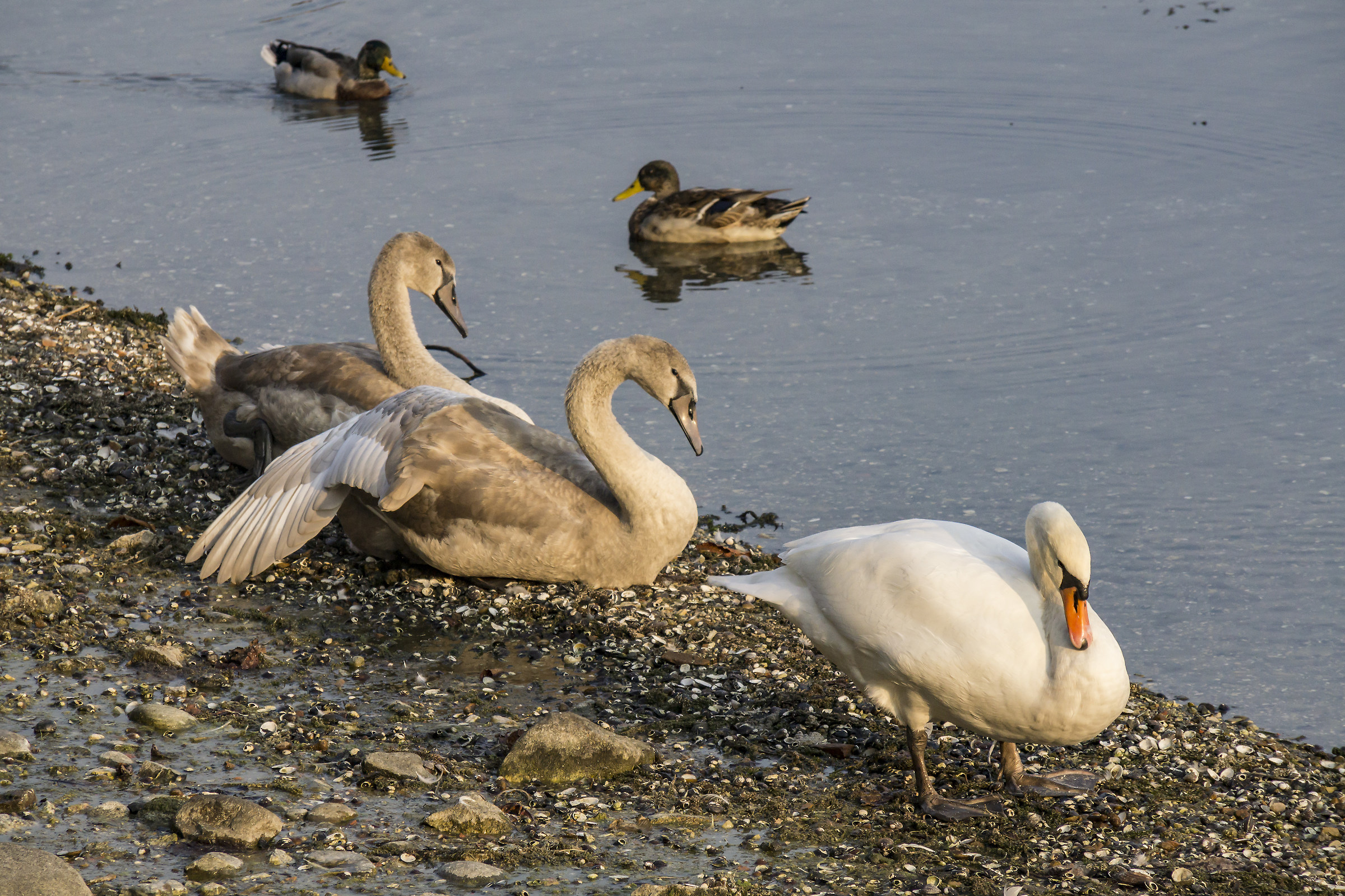 Cigno adulto con due adolescenti