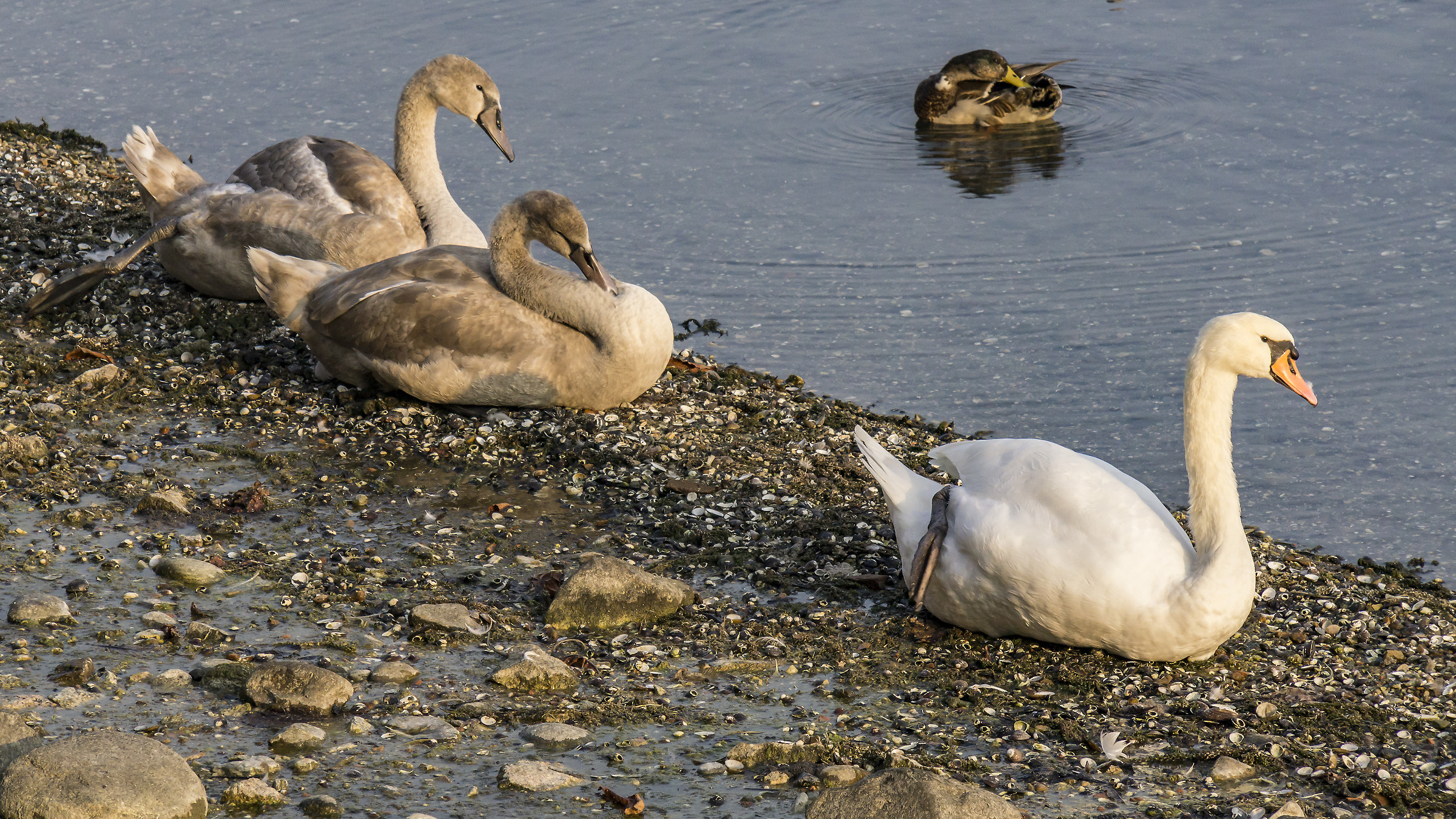 Cigno adulto con due adolescenti