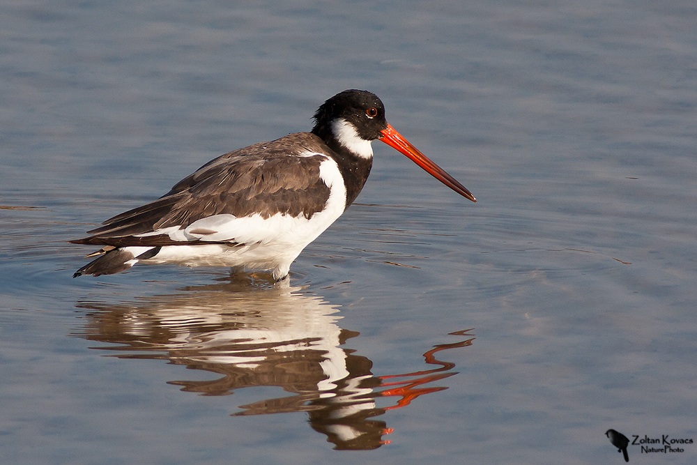 Oystercatcher (Haematopus astralegus)