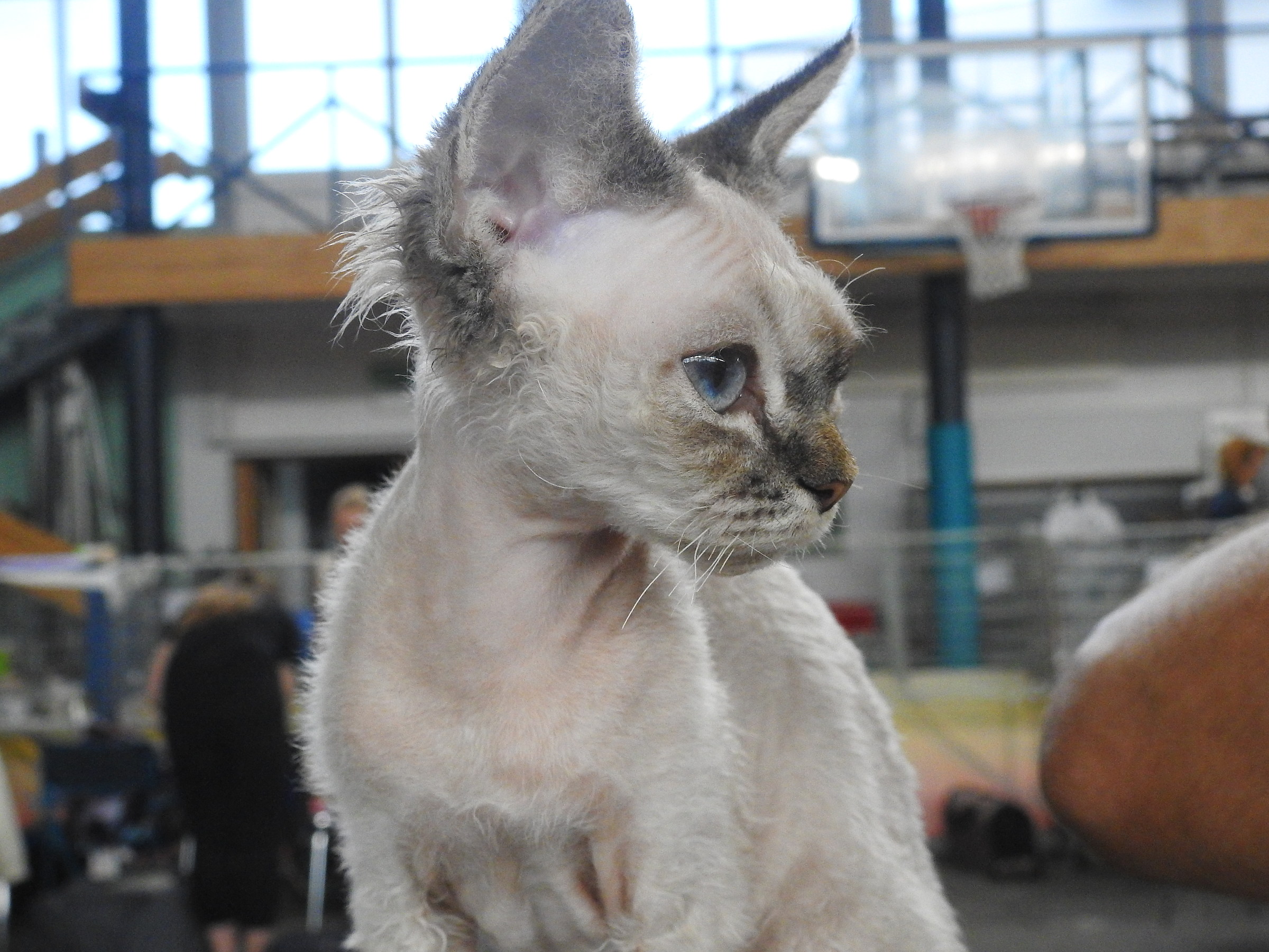 Amore mio. International Cat Show 8/9/2018 il mio