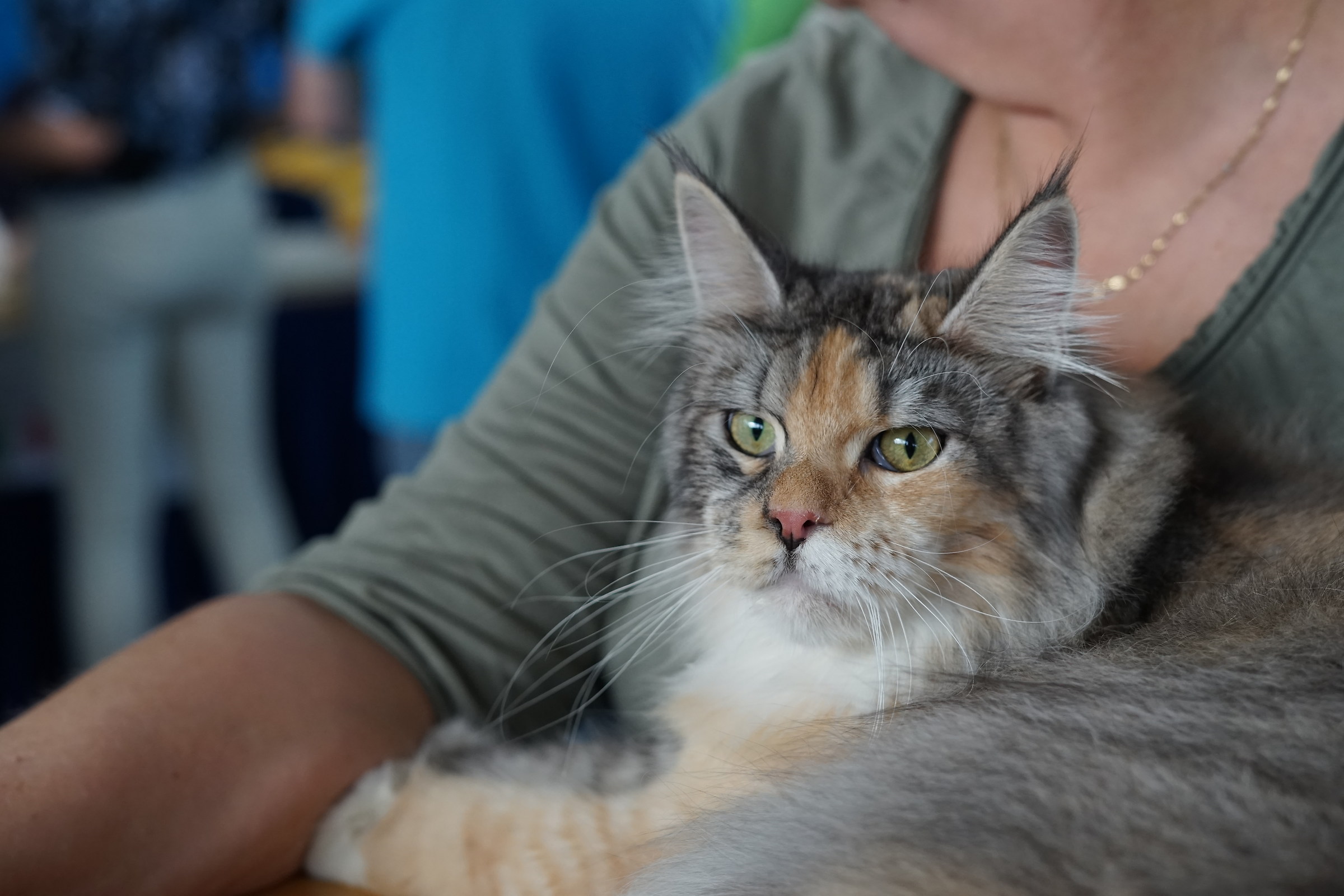 International Cat Show 8/9 settembre 2018 Varsavia