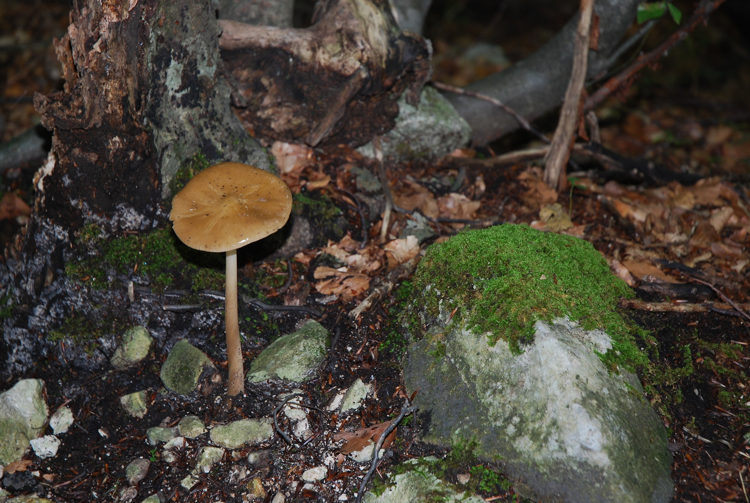 At the foot of the forest