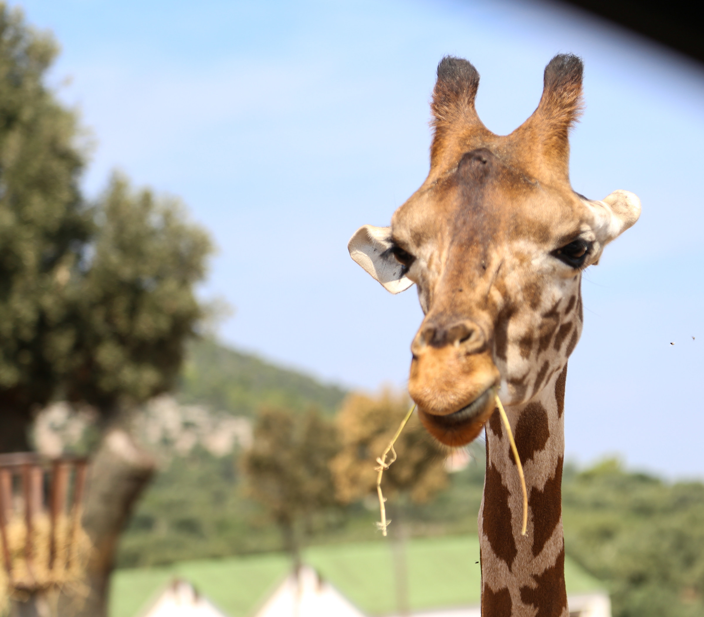 Giraffa camelopardalis