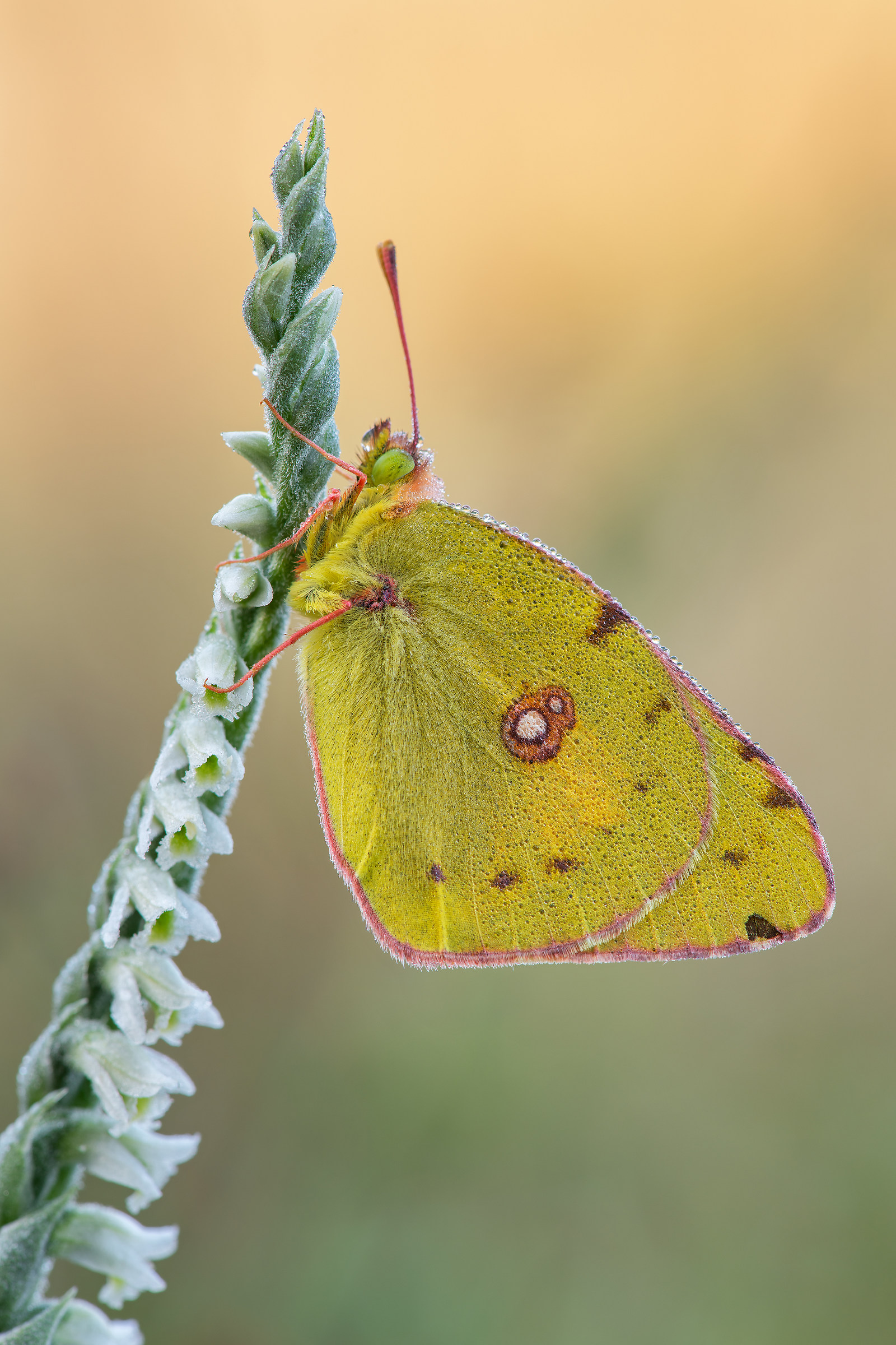 Colias crocea