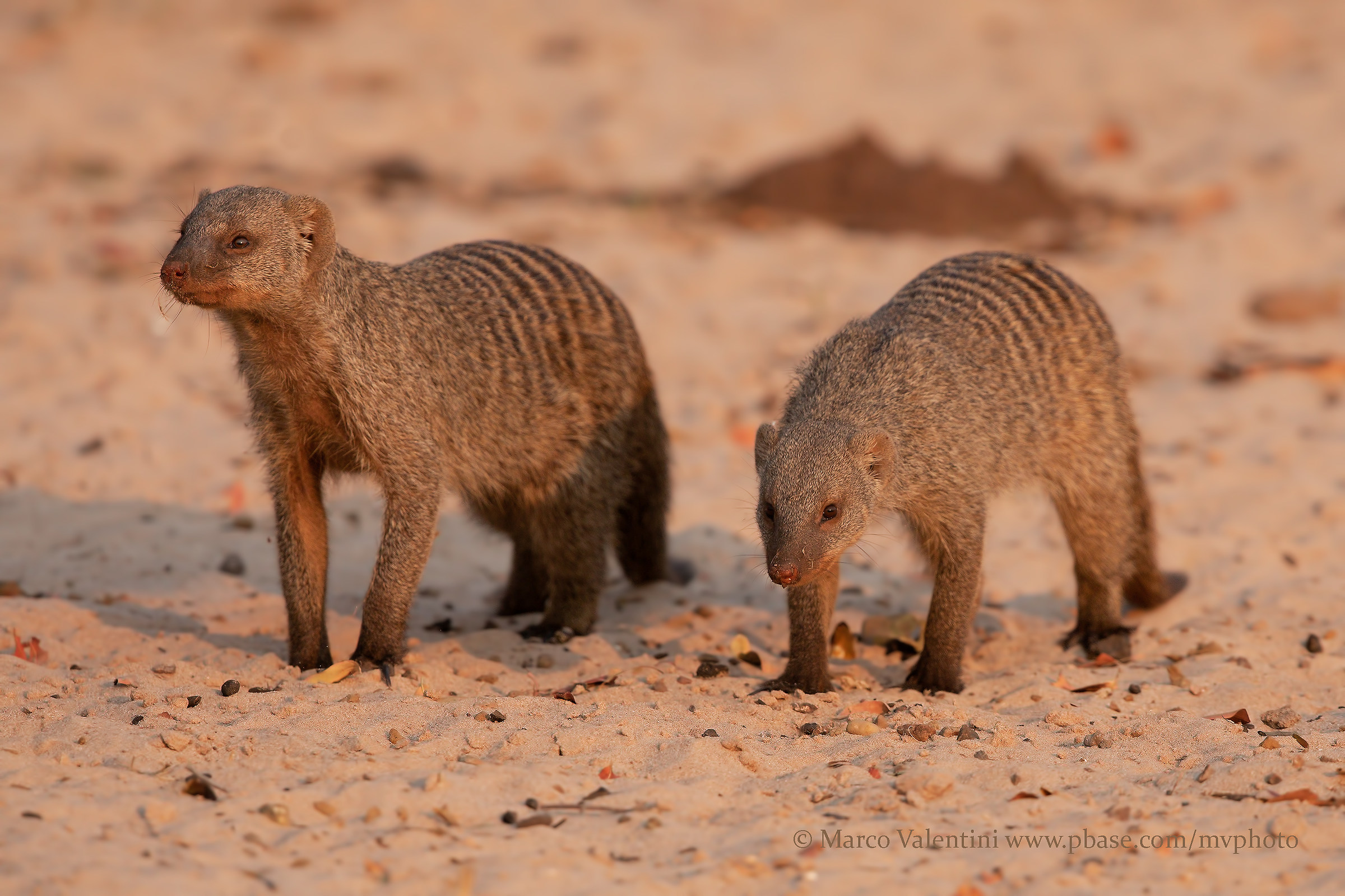 Striped Mongoose