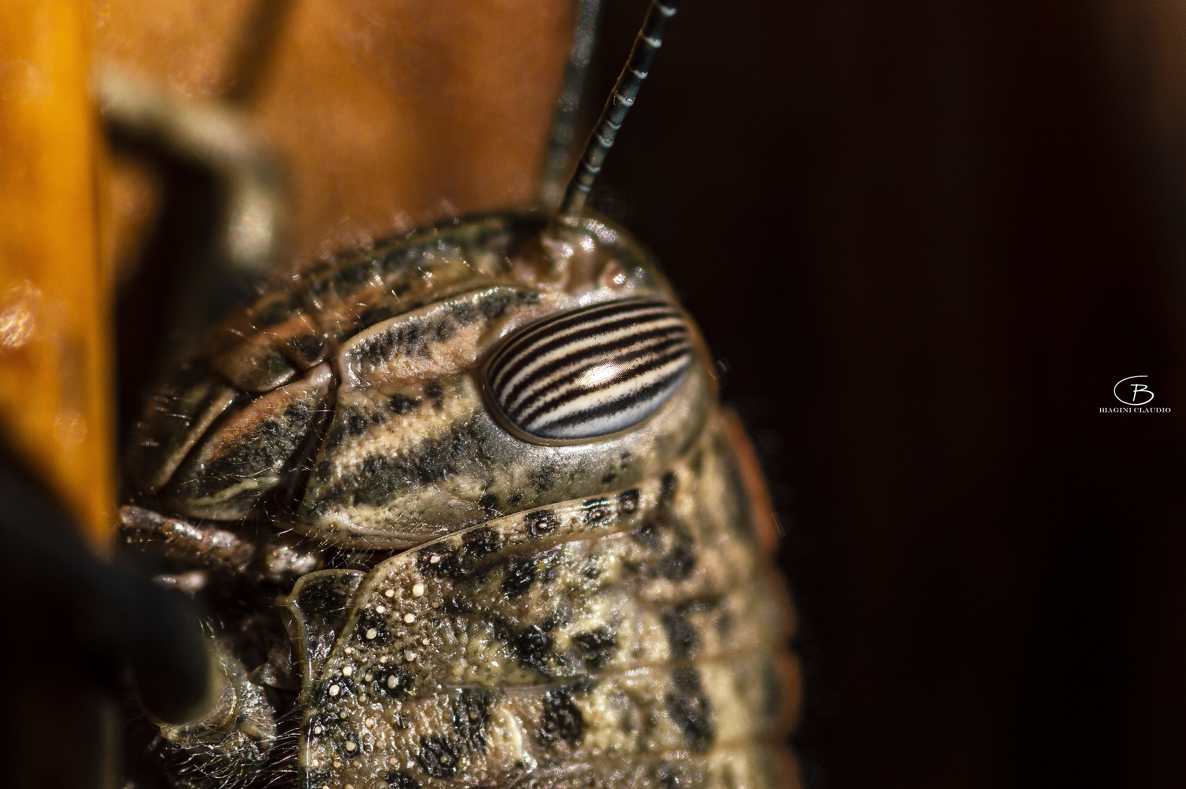 Close-up alien encounters of the third type