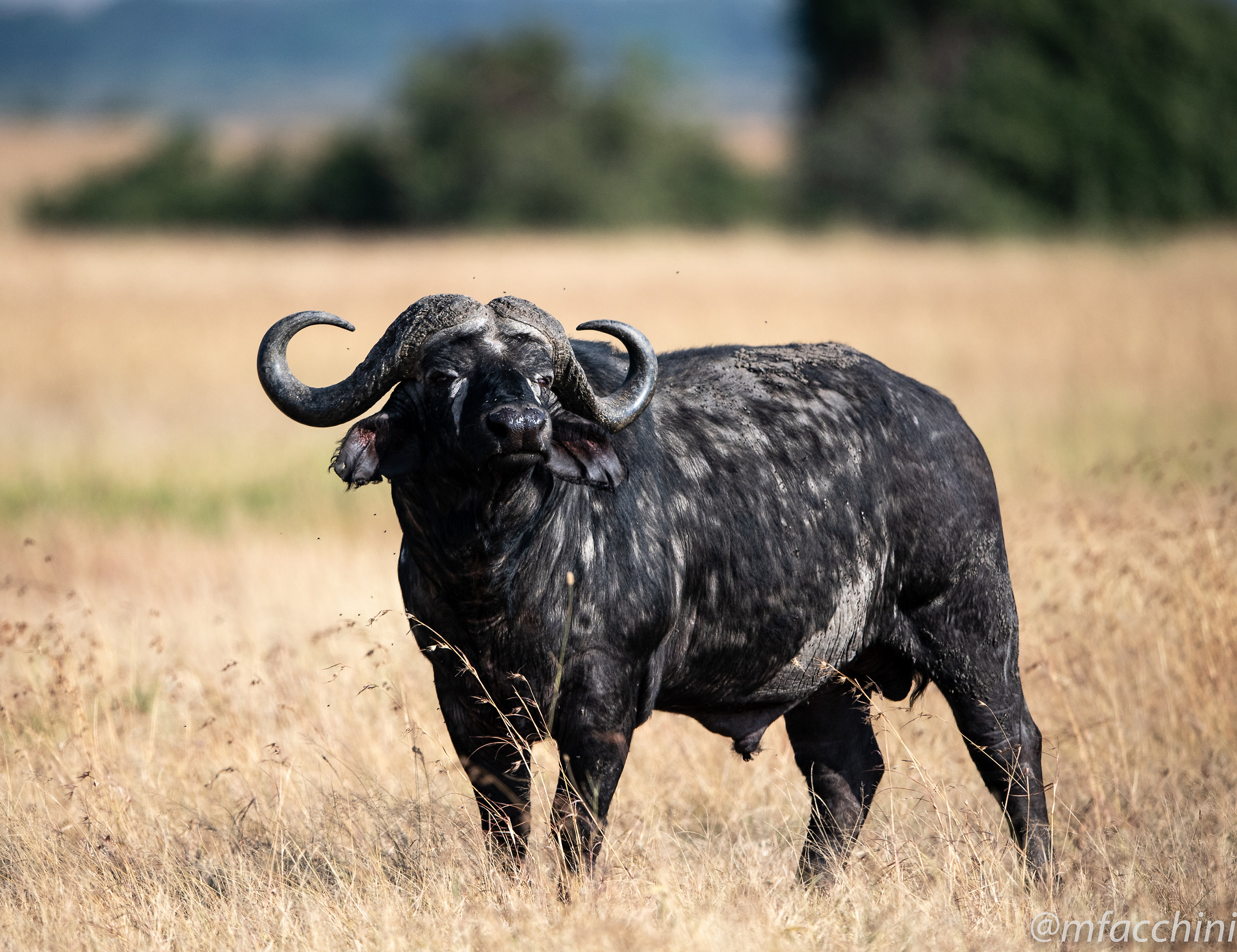 Bufalo in allarme felini