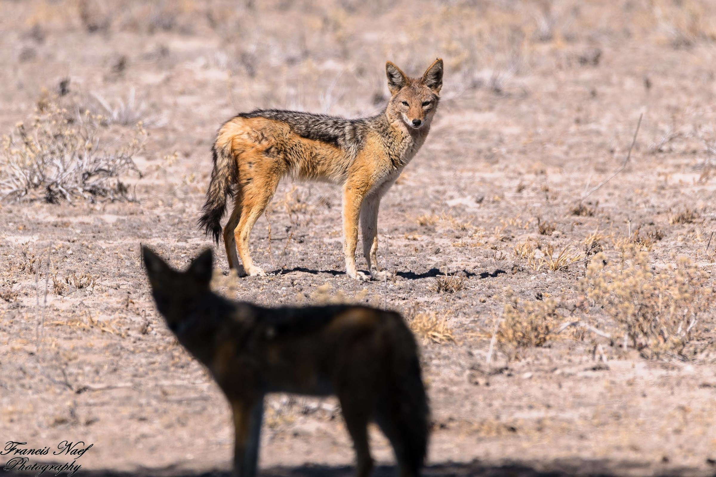 Jackals face to face