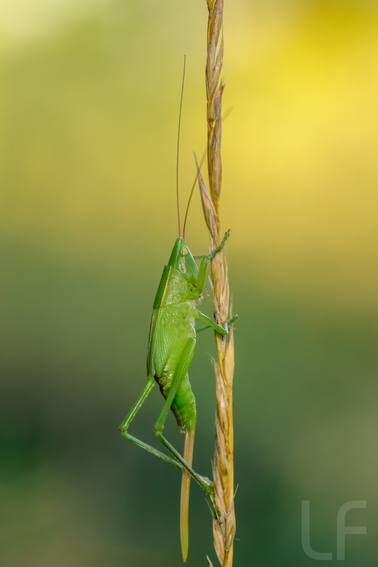 Katydid - Ruspolia nitidula female