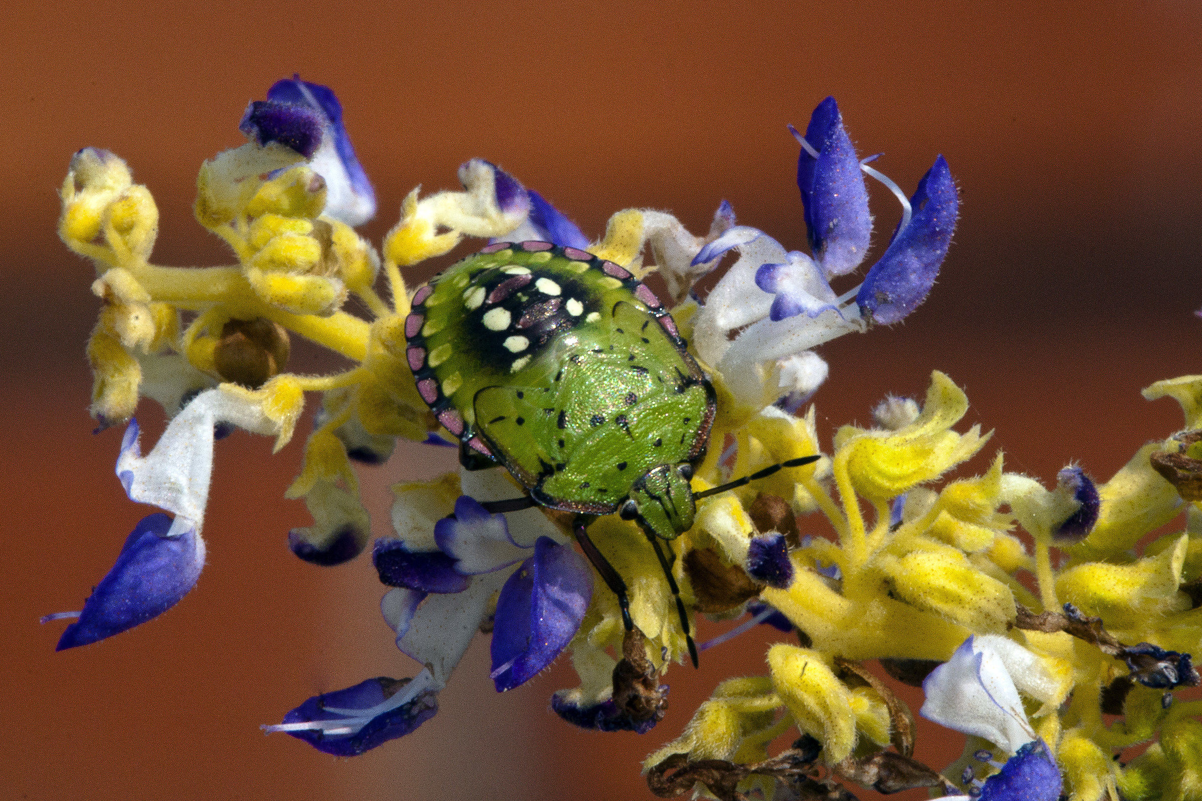 Neanide of Green Bug (Nezara viridula)