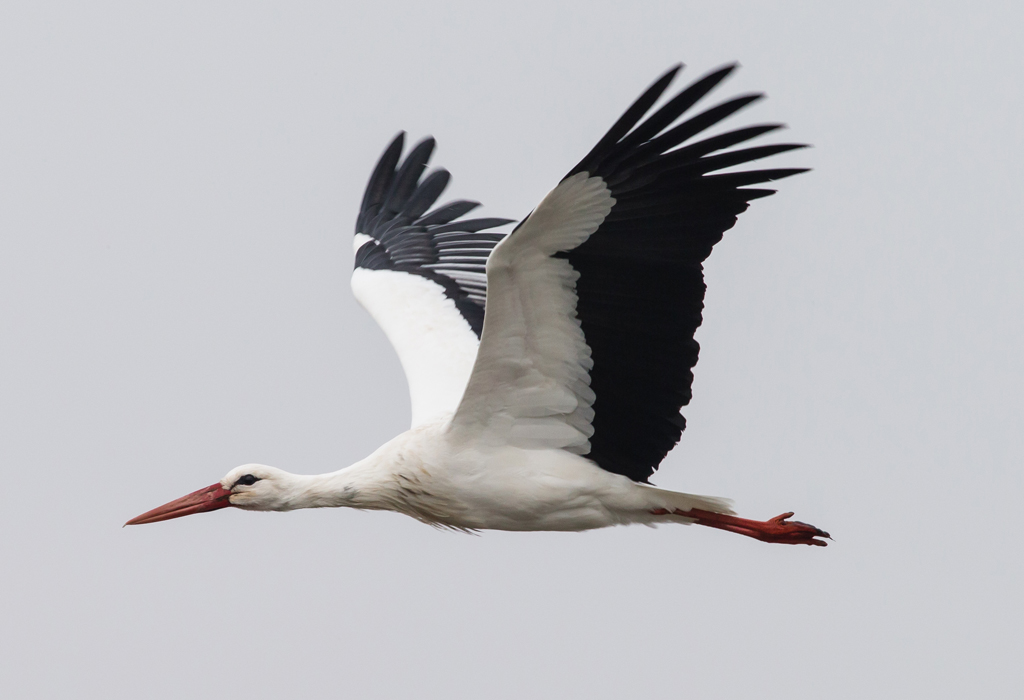 Stork in flight