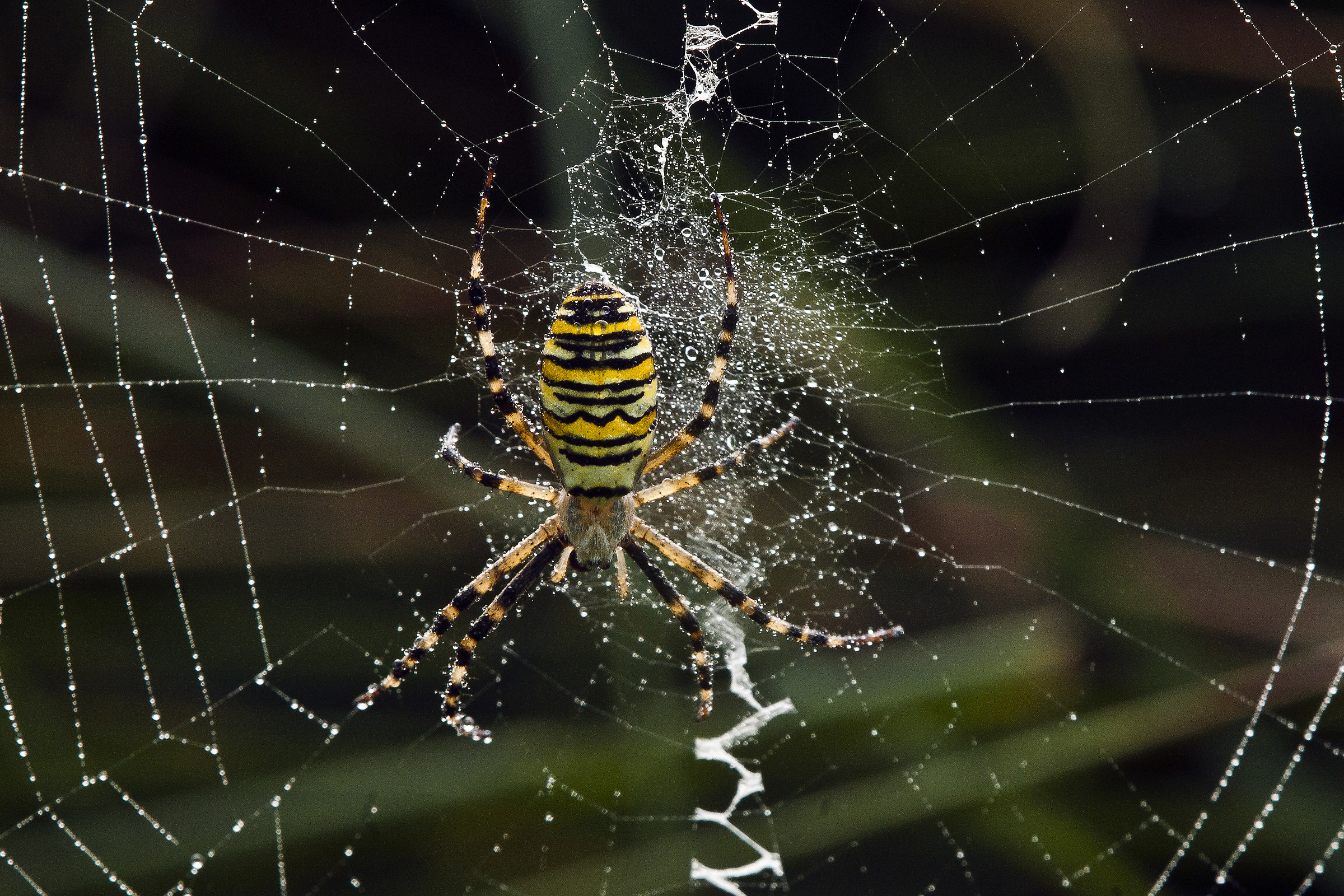 Argyope Bruennichi (Vespa spider)