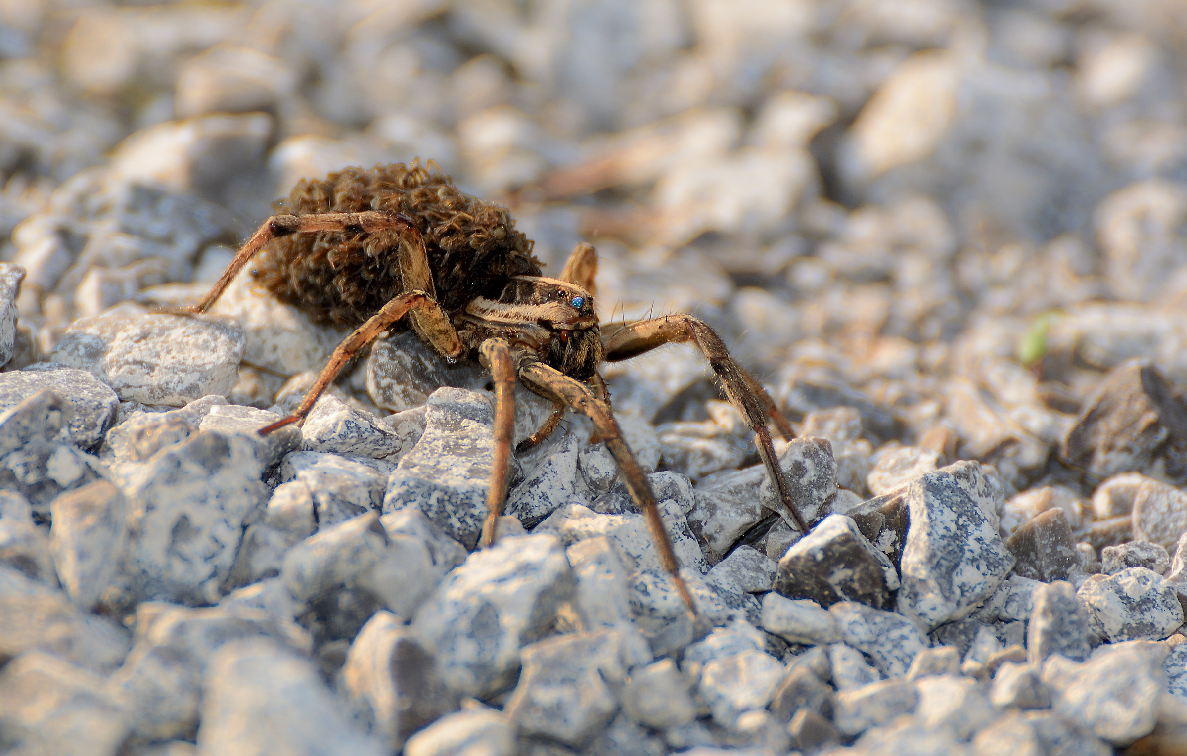 Ragno Lupo con piccoli