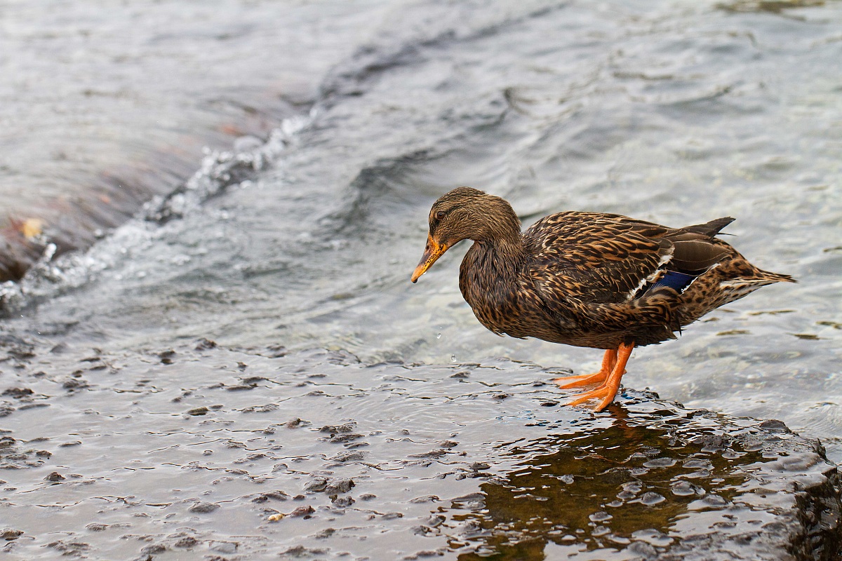 Mallard Female