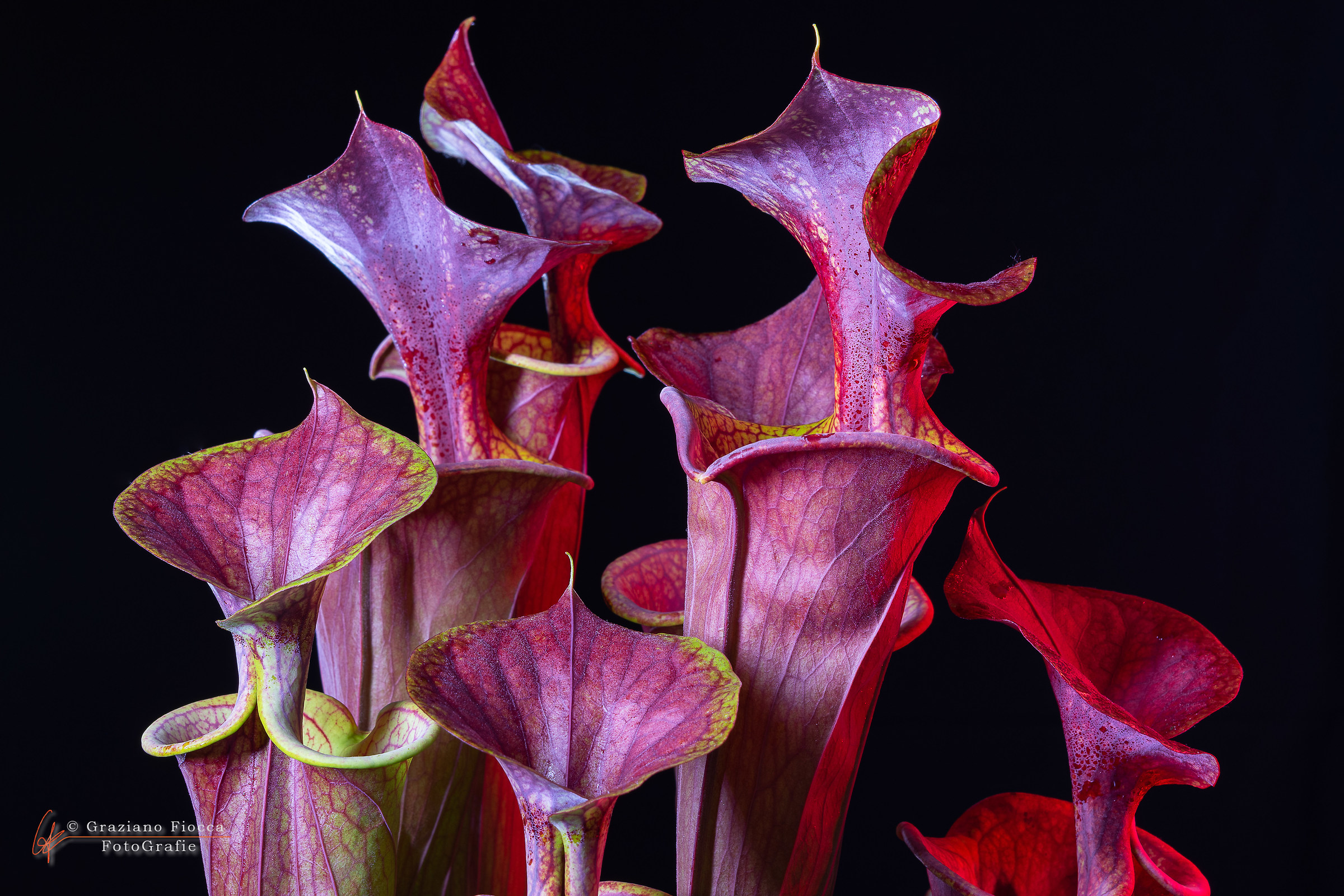 Sarracenia flava var. atropurpurea