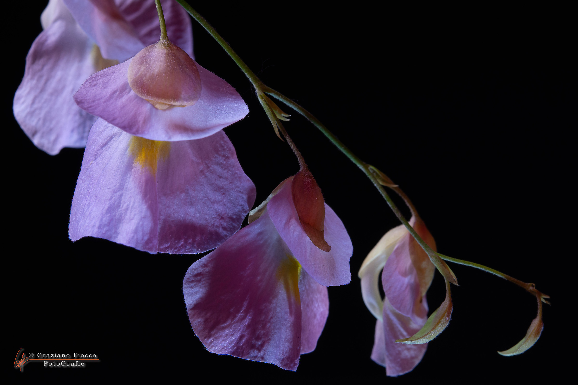 Utricularia endresii