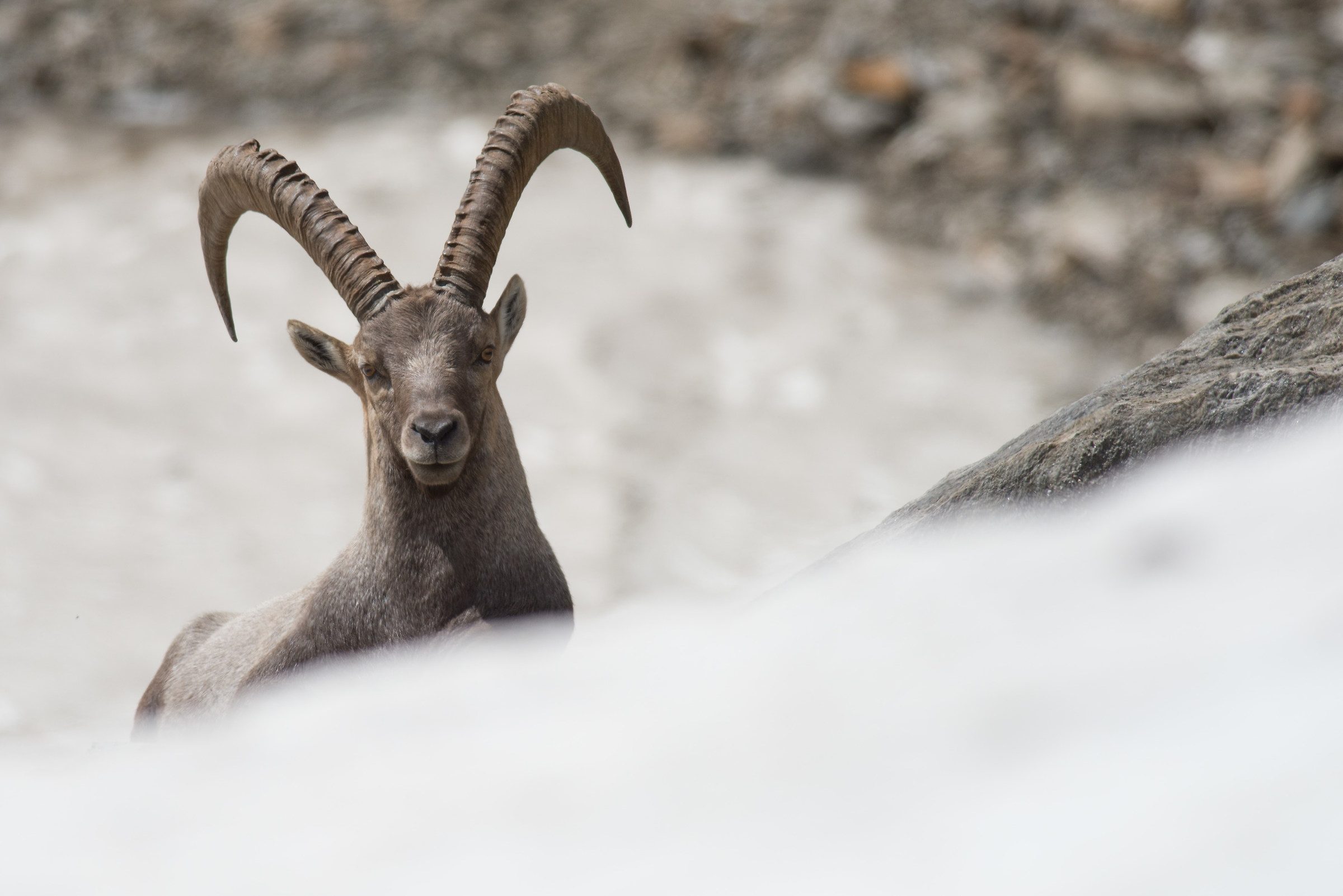 Cuckoo... I saw you!