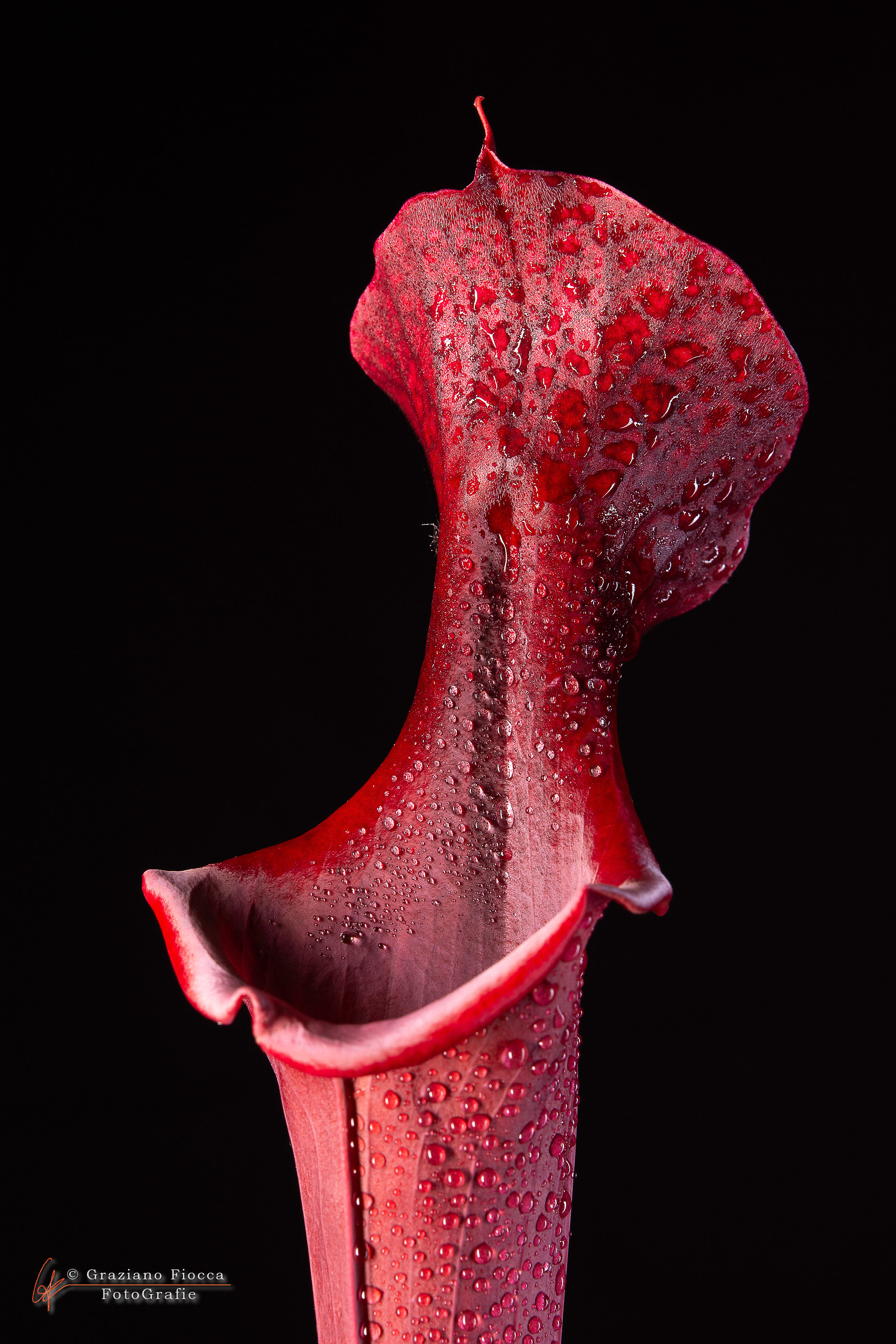 Sarracenia X moorei
